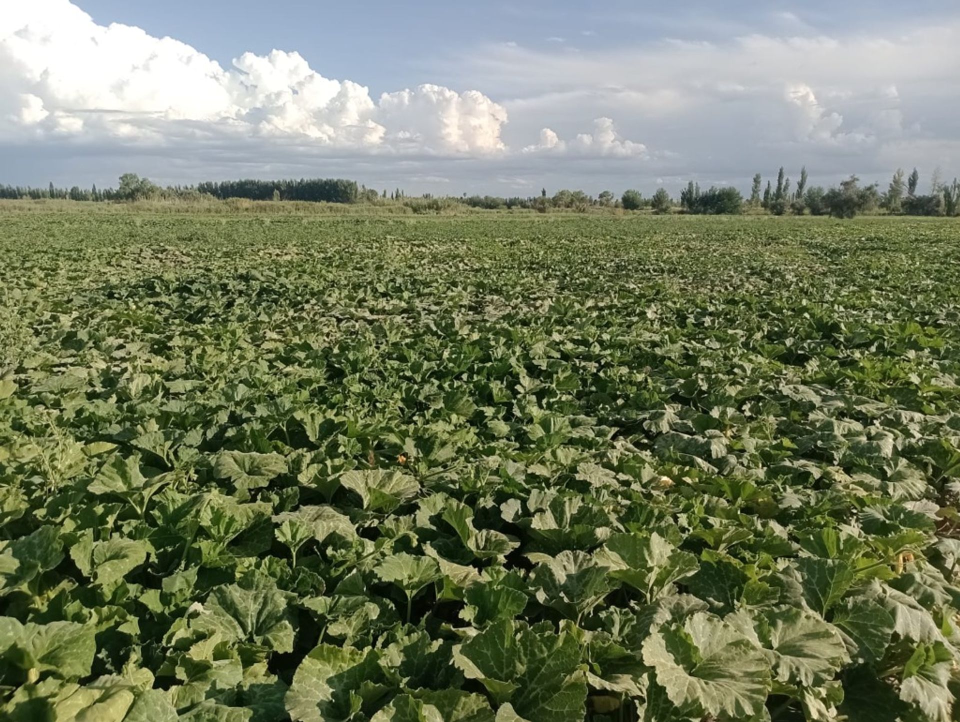 Campo en Venta en Guaymallen, Mendoza