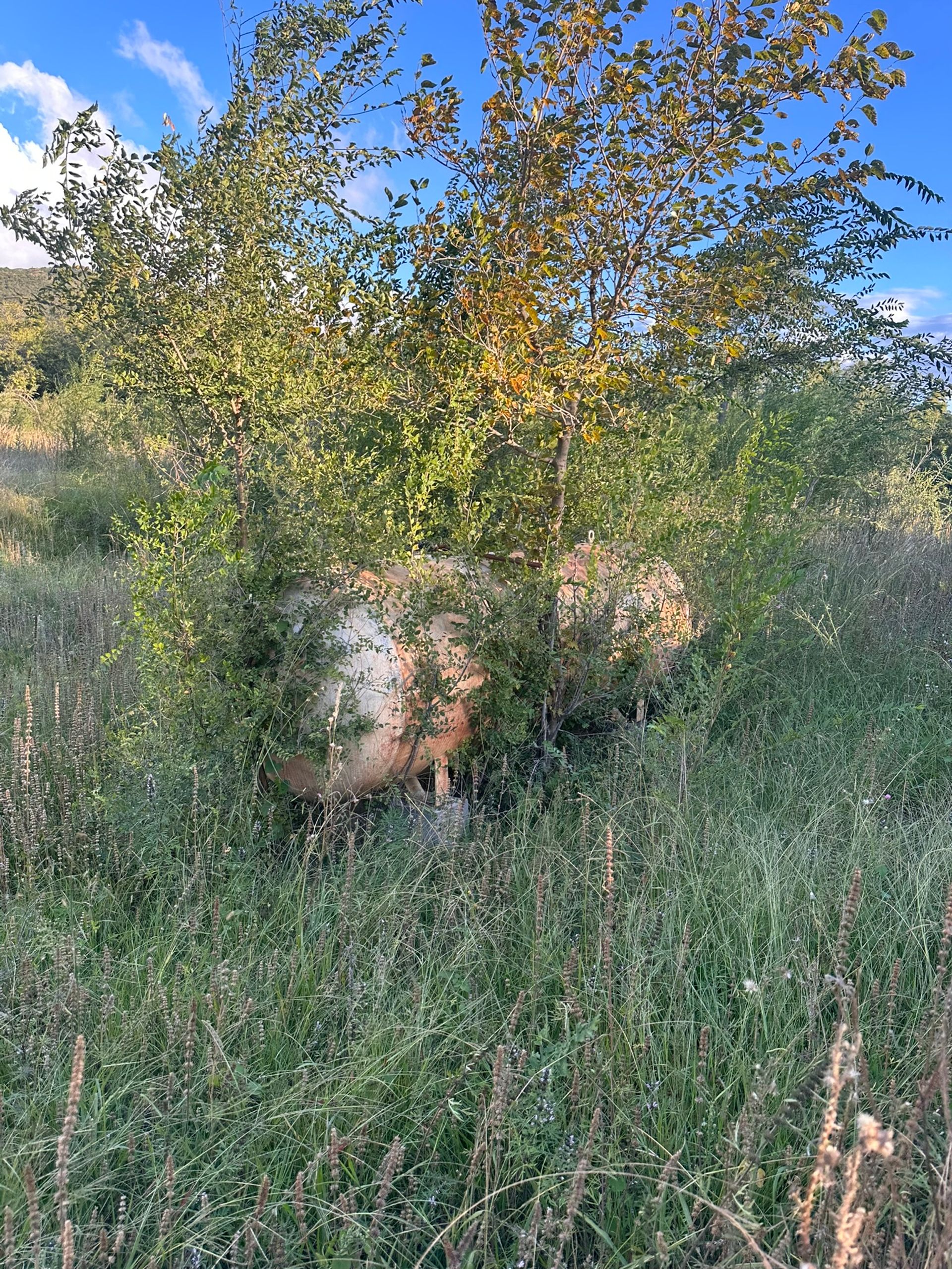Campo en Venta en Santa Maria, Cordoba