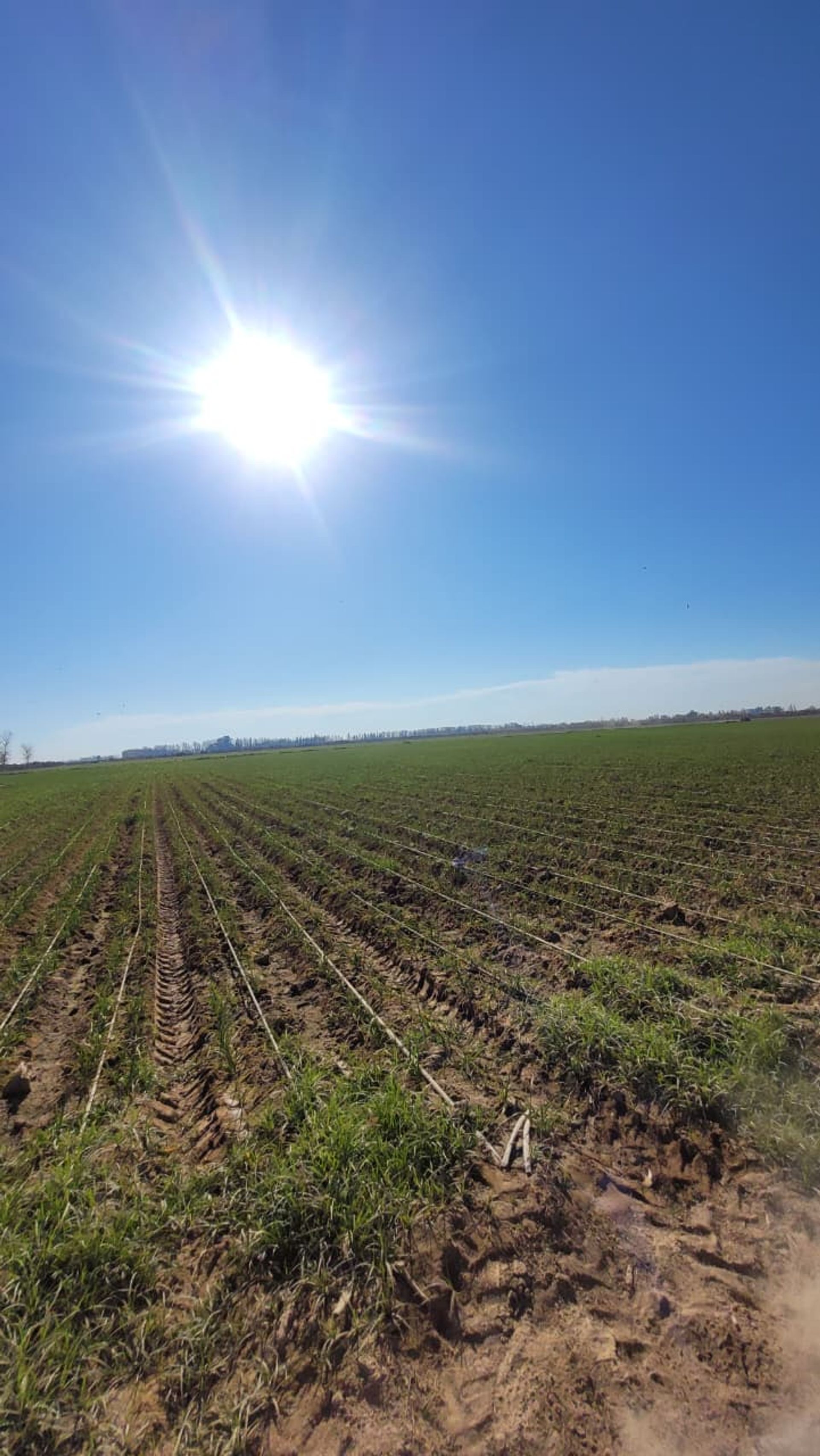 Campo en Venta en Lavalle, Mendoza