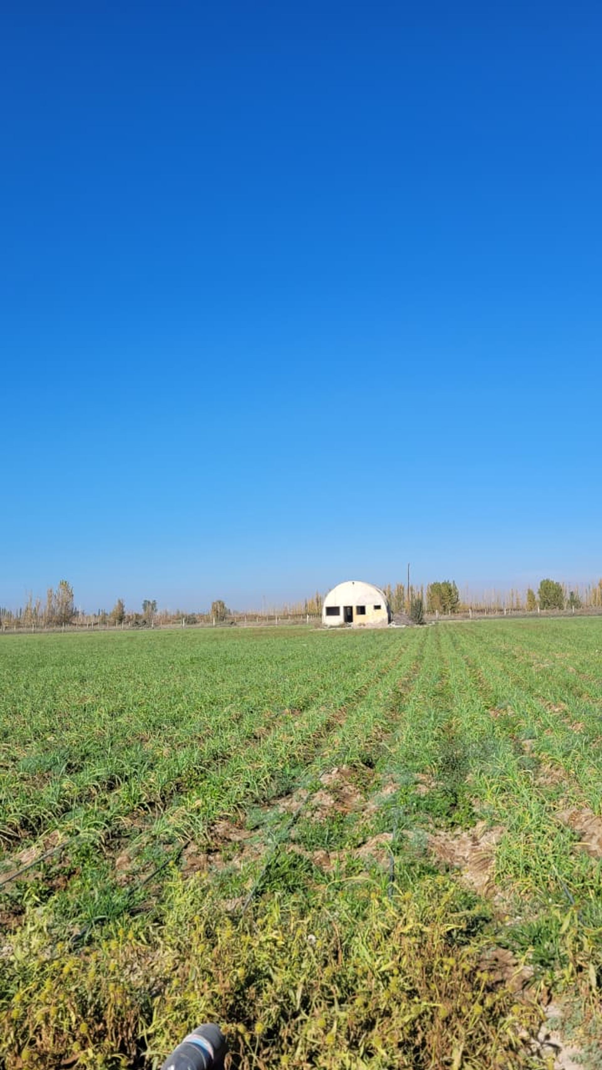 Campo en Venta en Lavalle, Mendoza