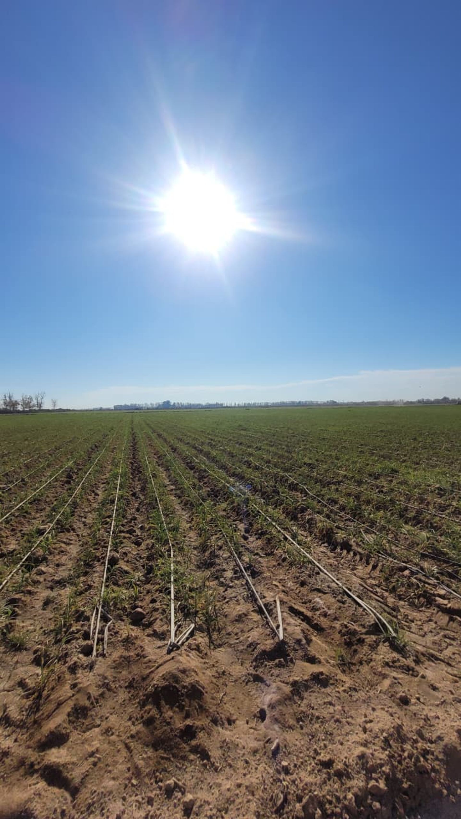 Campo en Venta en Lavalle, Mendoza