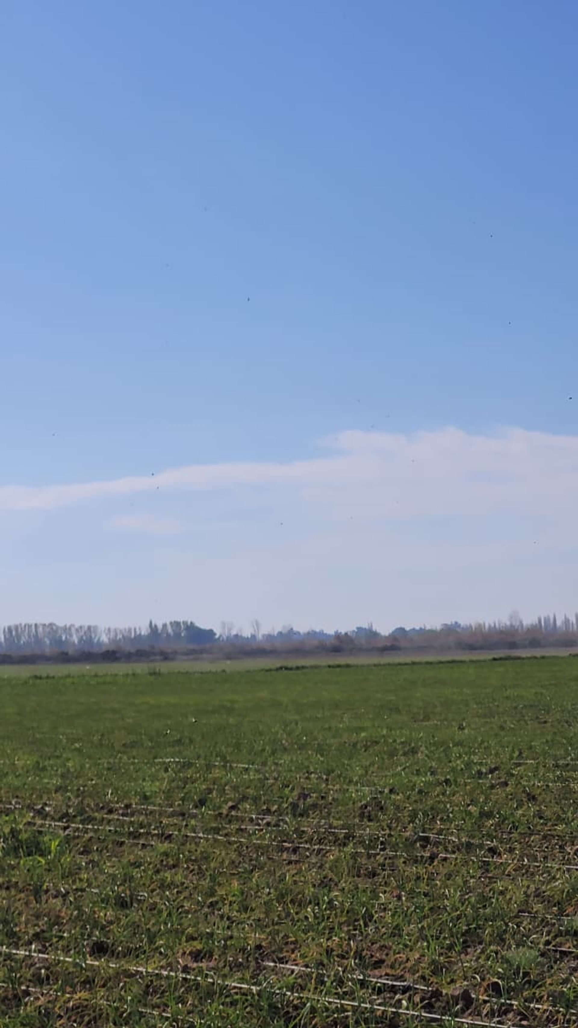 Campo en Venta en Lavalle, Mendoza