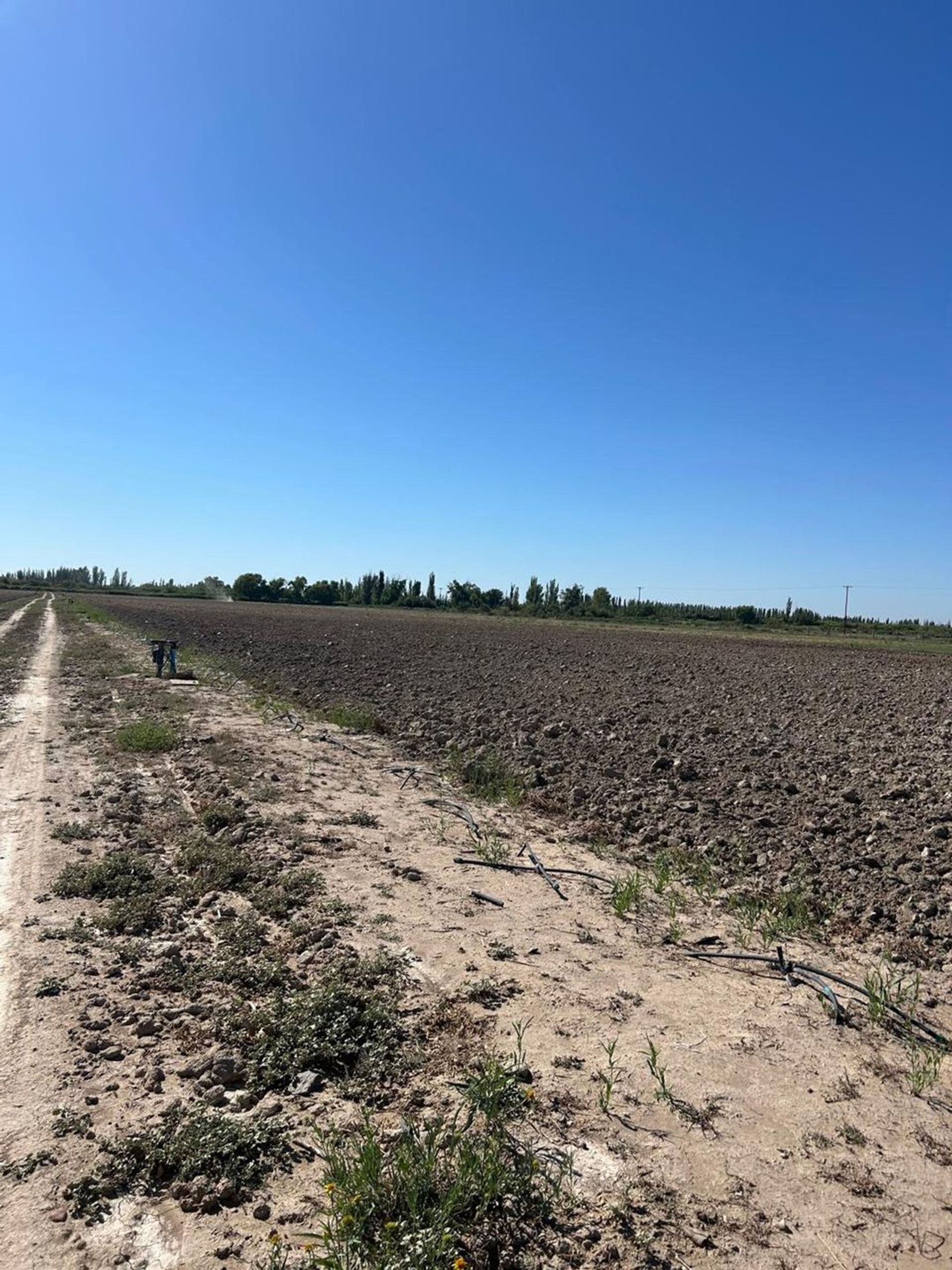 Campo en Venta en Lavalle, Mendoza
