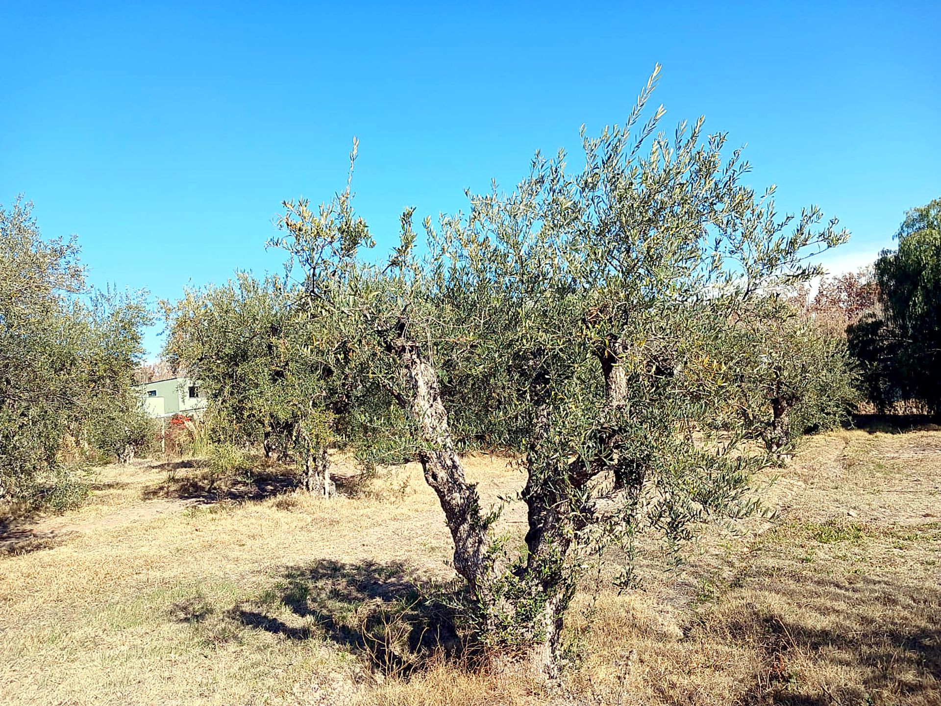 Lote en Venta en Lujan de Cuyo, Mendoza