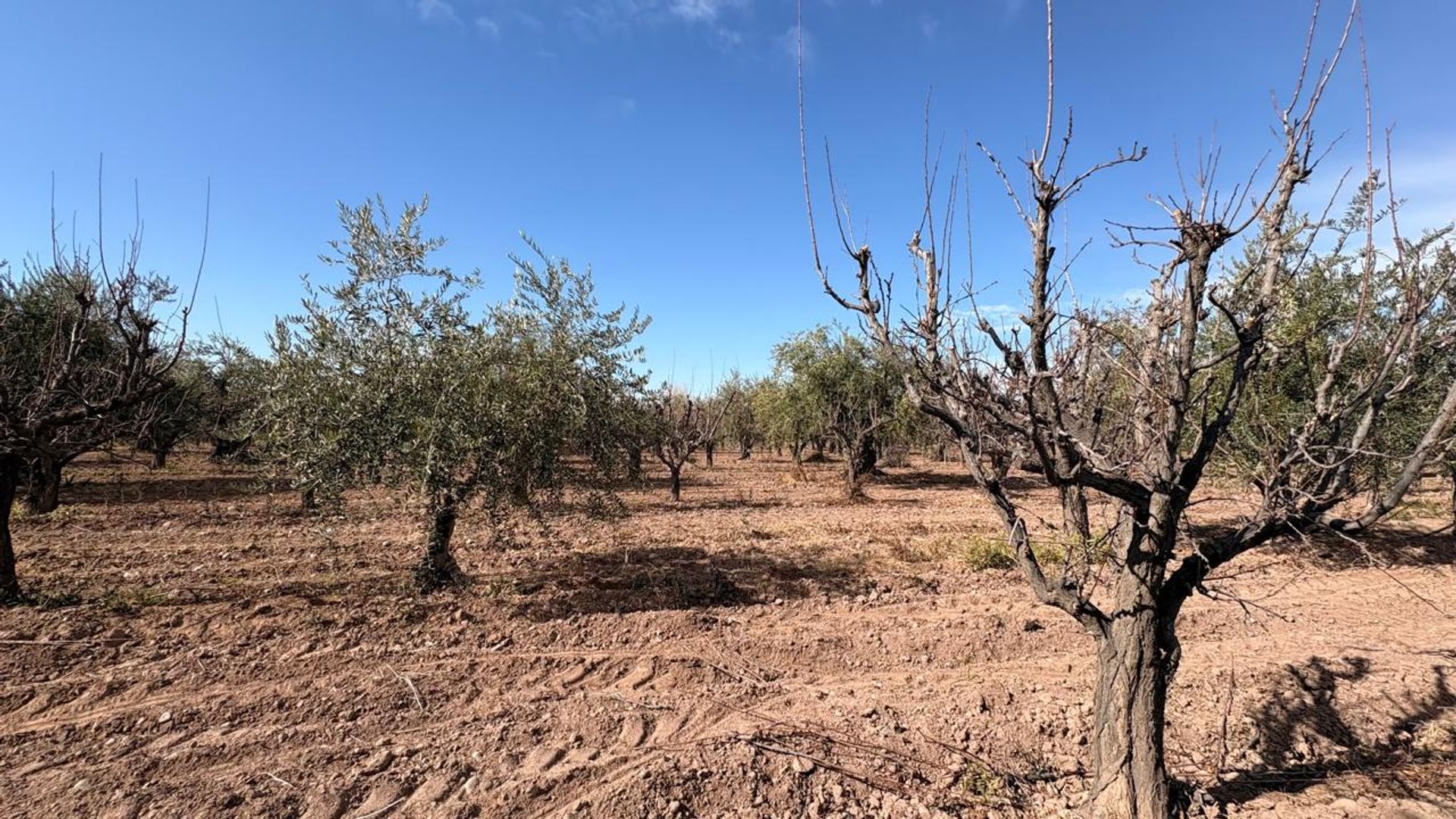 Campo en Venta en Maipu, Mendoza