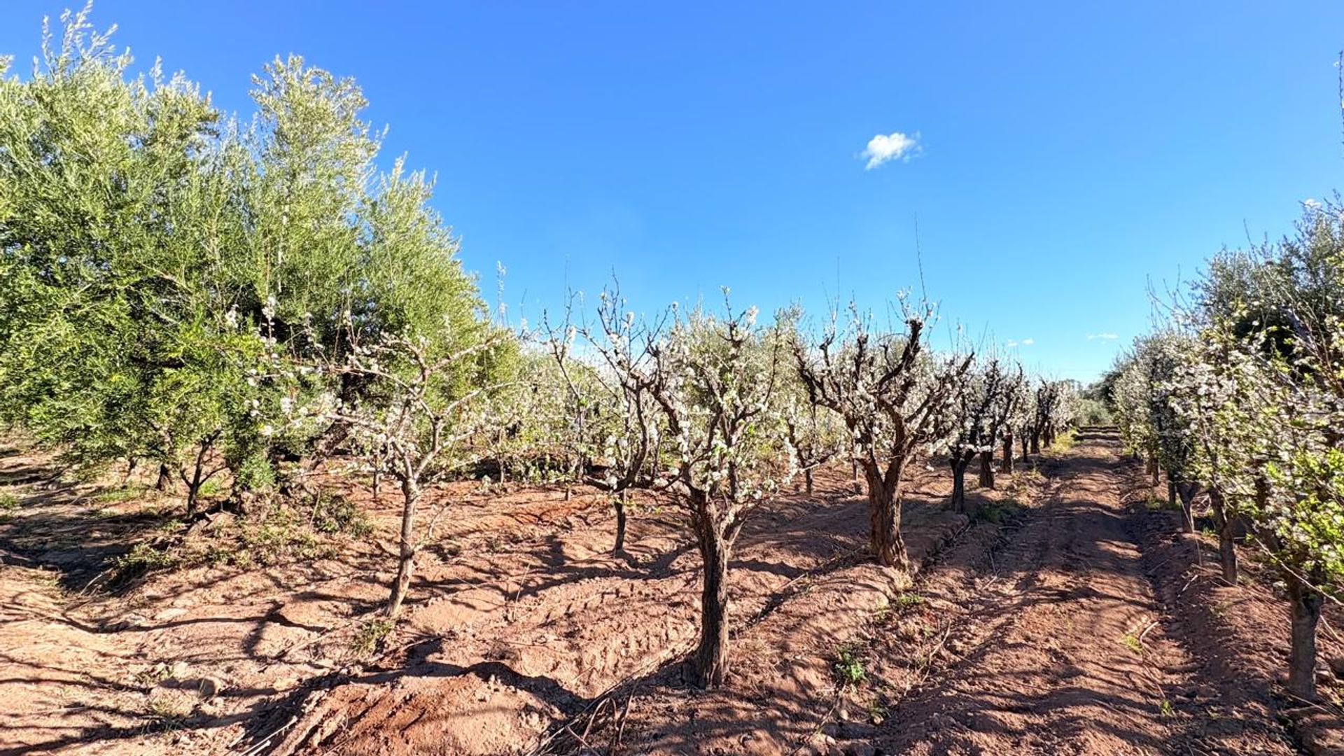 Campo en Venta en Maipu, Mendoza - USD 137.000 | Inmoup - 32