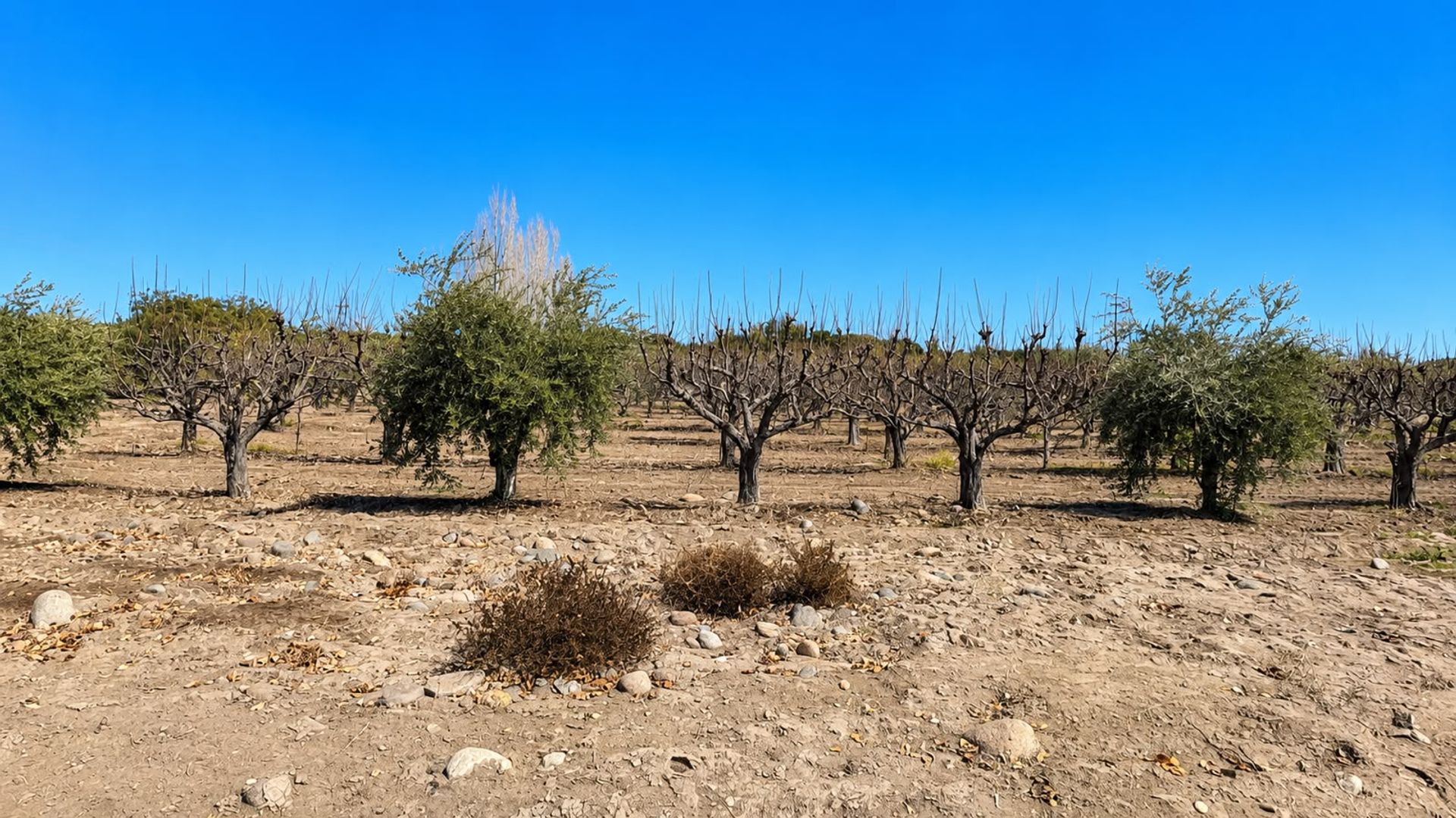Campo en Venta en Maipu, Mendoza