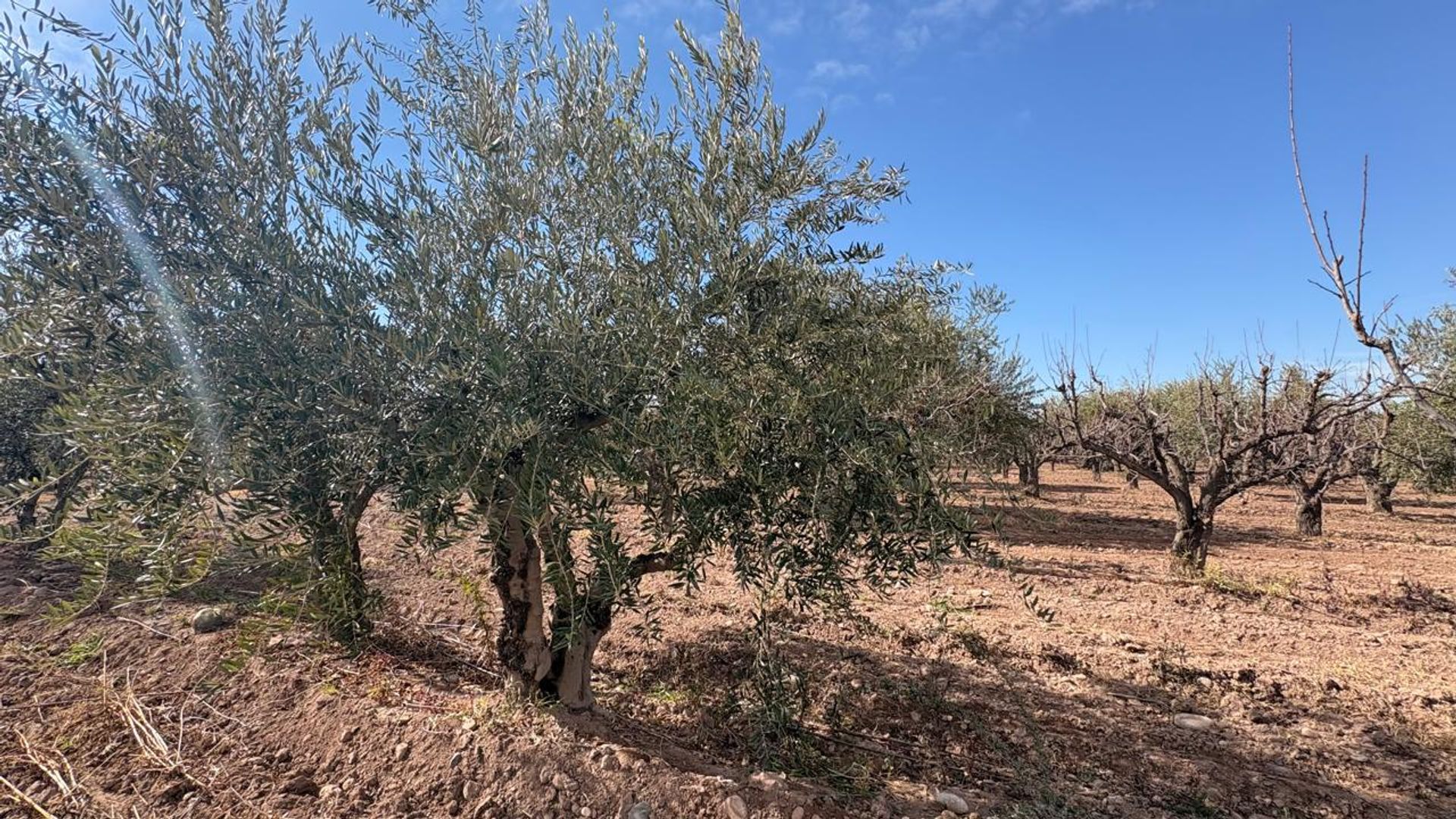 Campo en Venta en Maipu, Mendoza