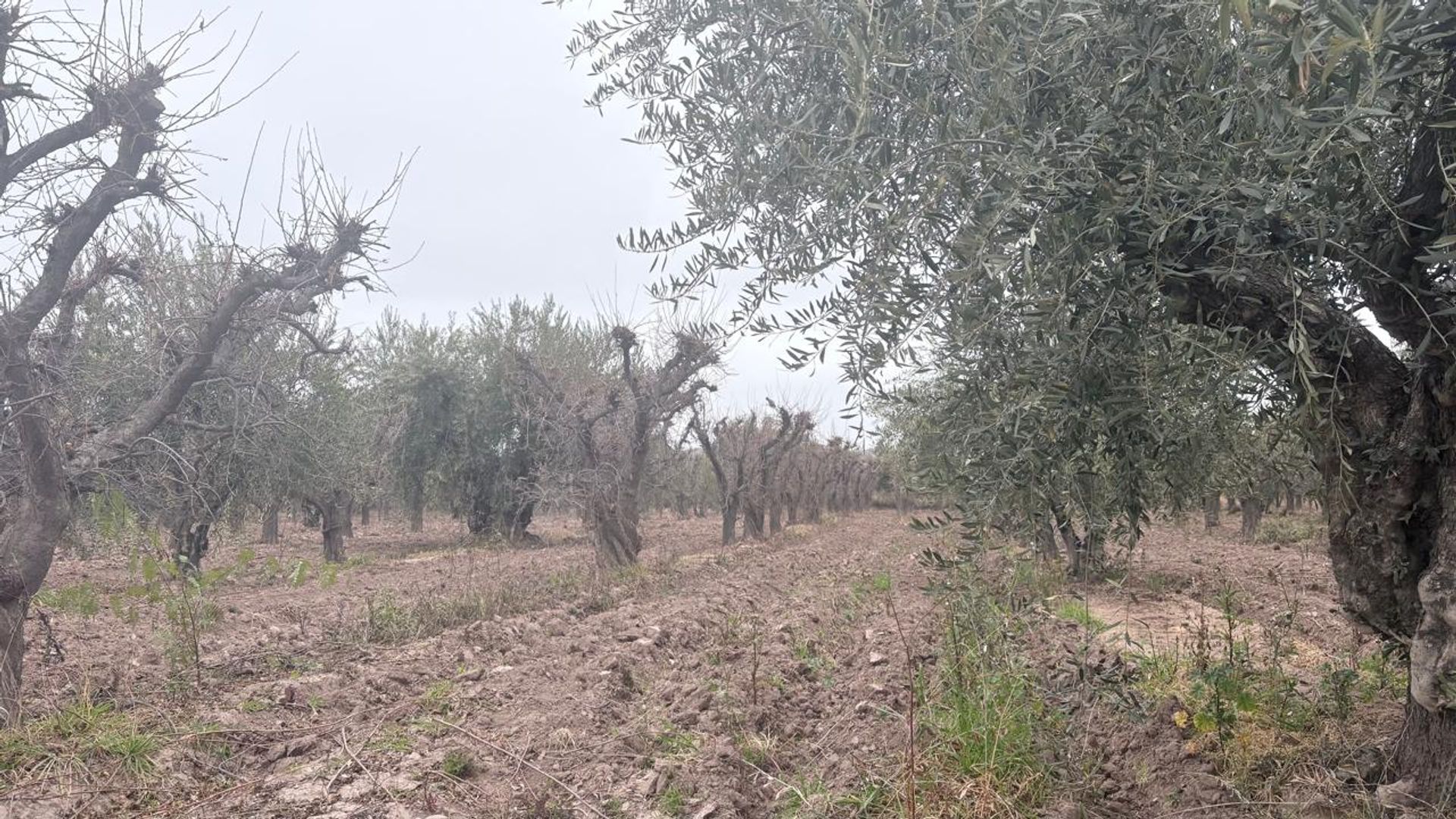 Campo en Venta en Maipu, Mendoza