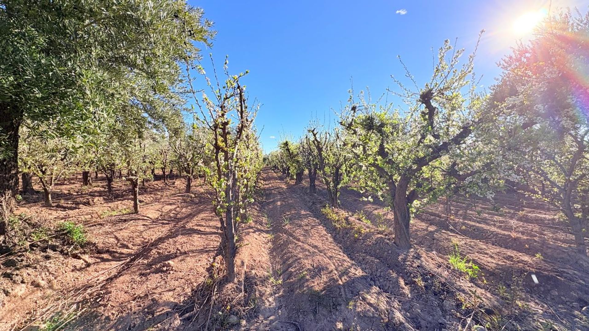 Campo en Venta en Maipu, Mendoza - USD 137.000 | Inmoup - 27