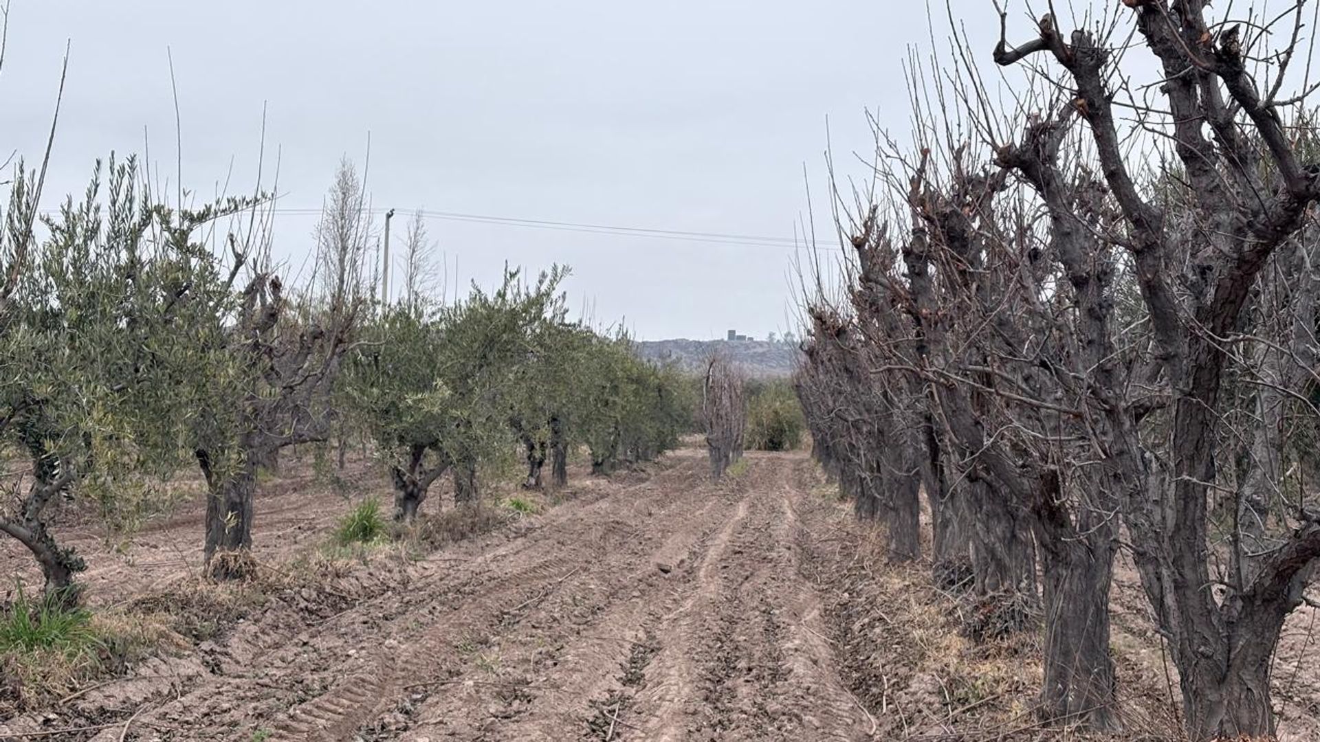 Campo en Venta en Maipu, Mendoza