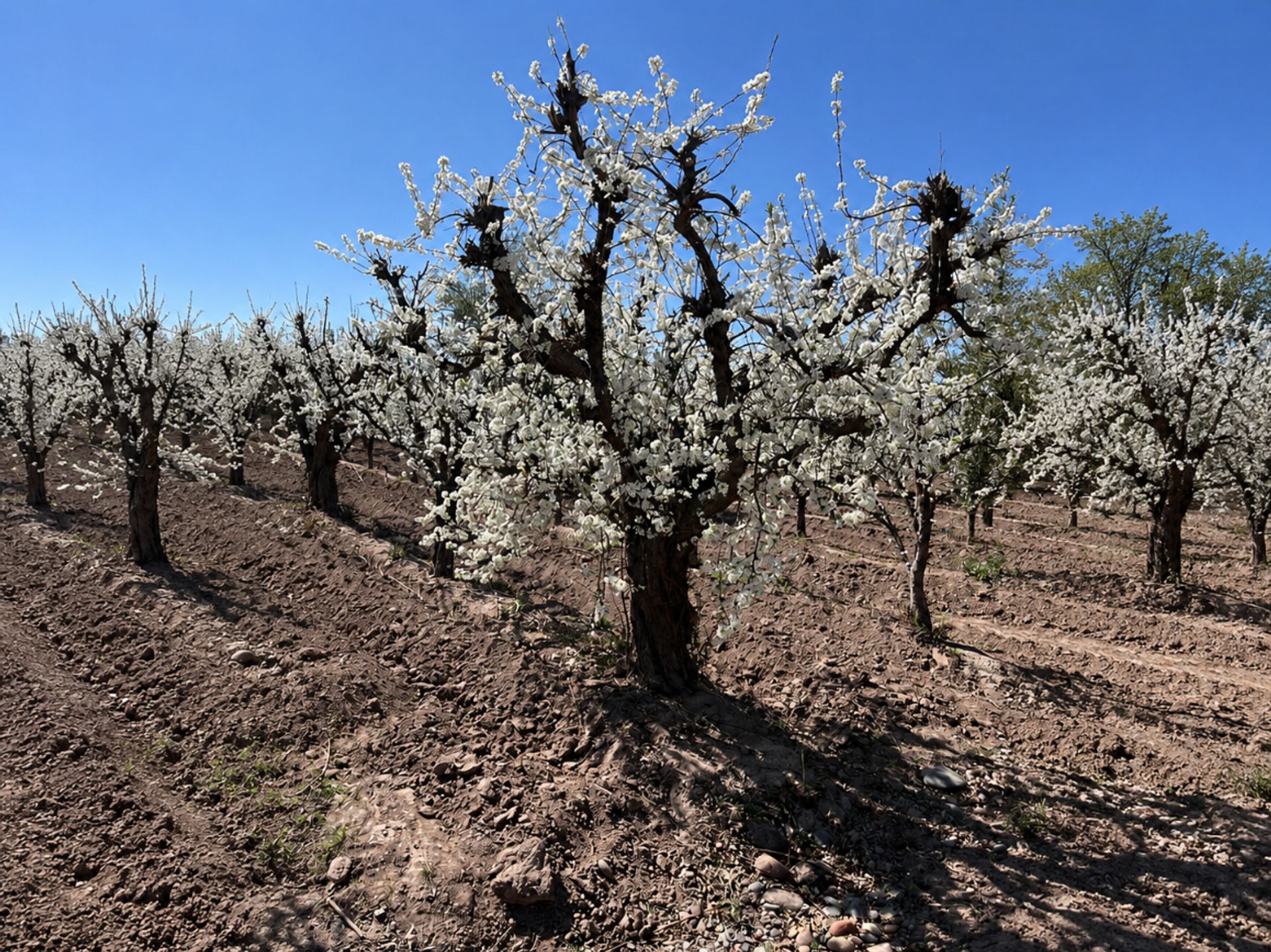 Campo en Venta en Maipu, Mendoza
