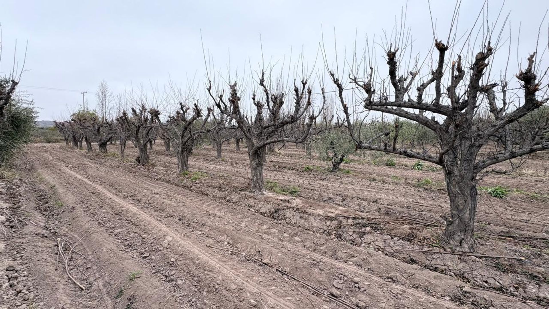 Campo en Venta en Maipu, Mendoza