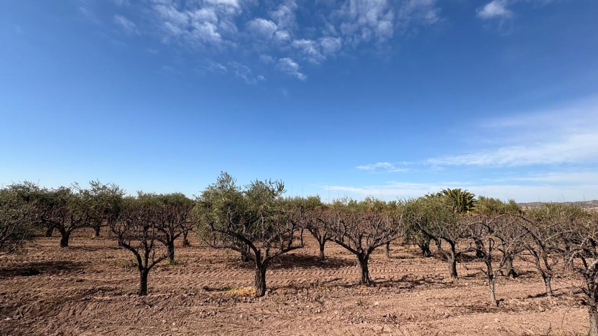 Campo en Venta en Maipu, Mendoza