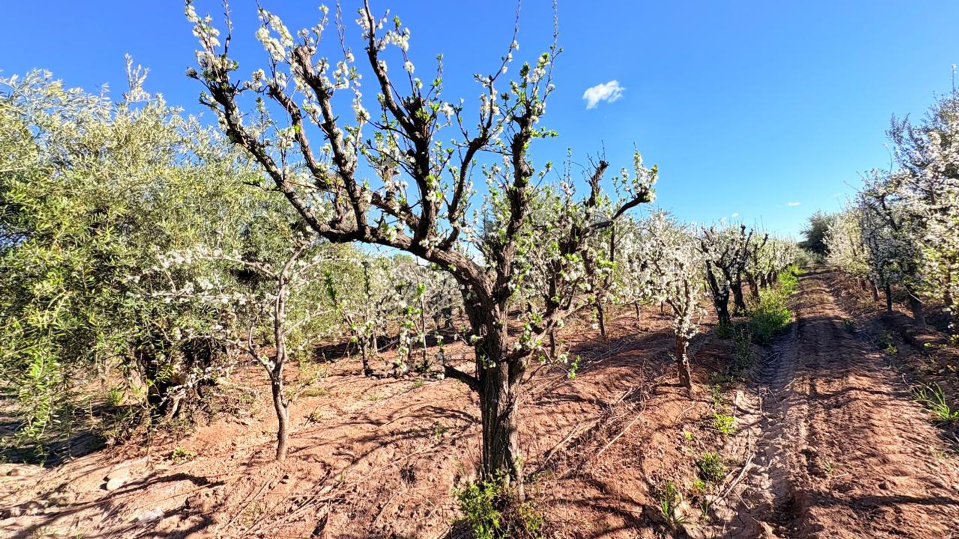 Campo en Venta en Maipu, Mendoza - USD 137.000 | Inmoup - 31