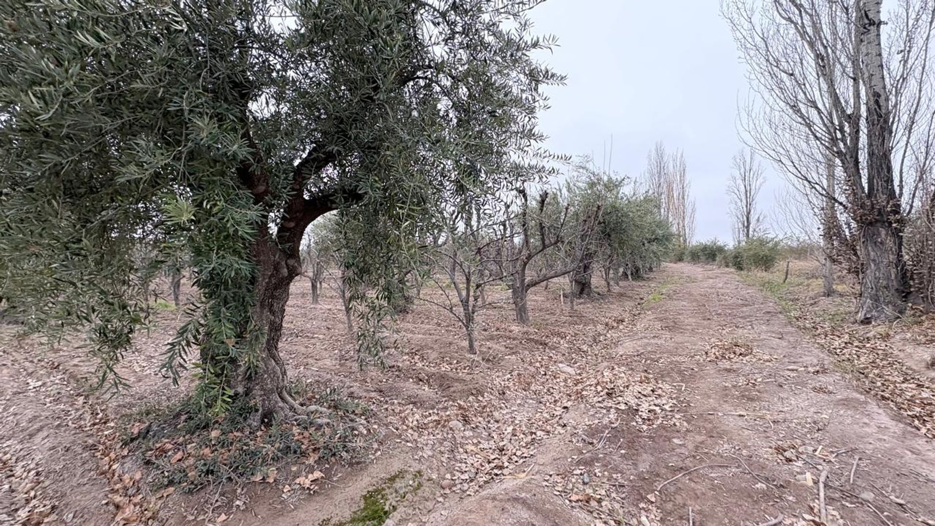 Campo en Venta en Maipu, Mendoza