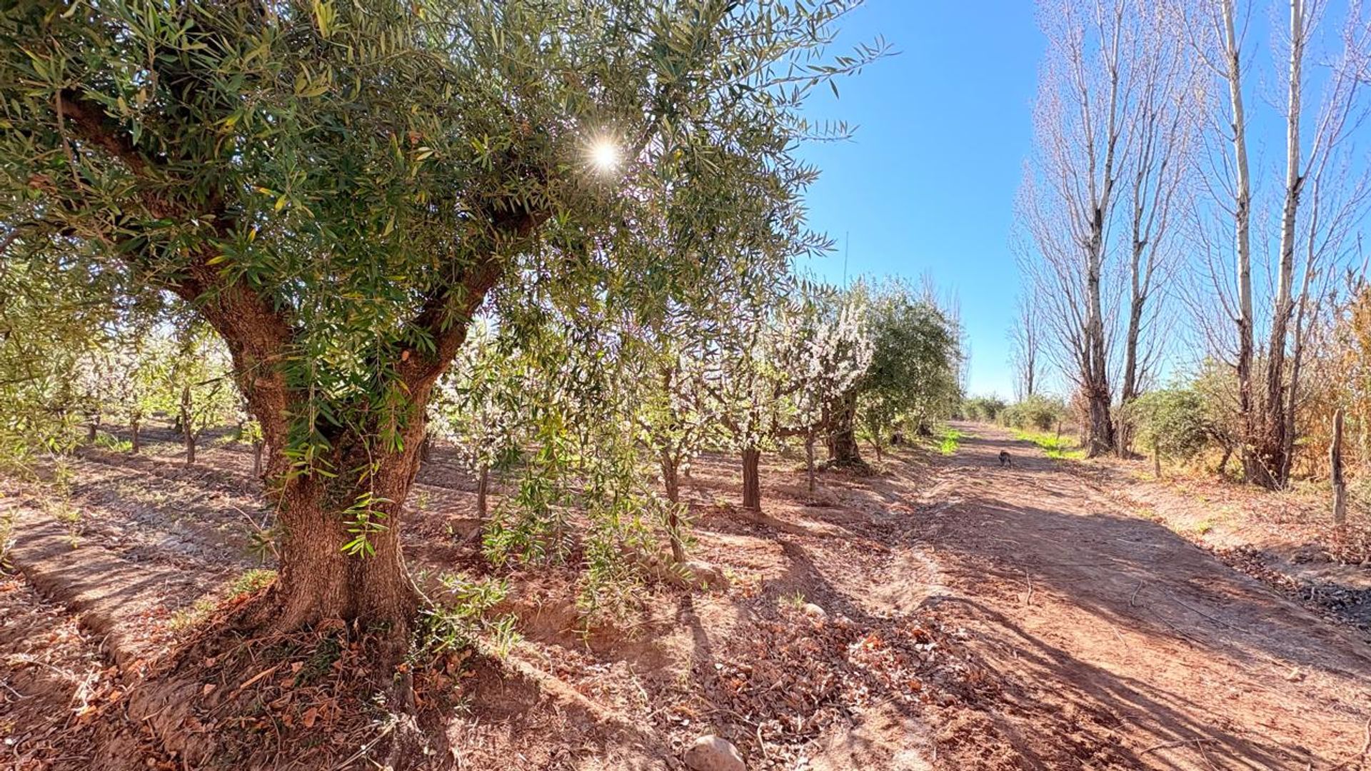 Campo en Venta en Maipu, Mendoza - USD 137.000 | Inmoup - 33