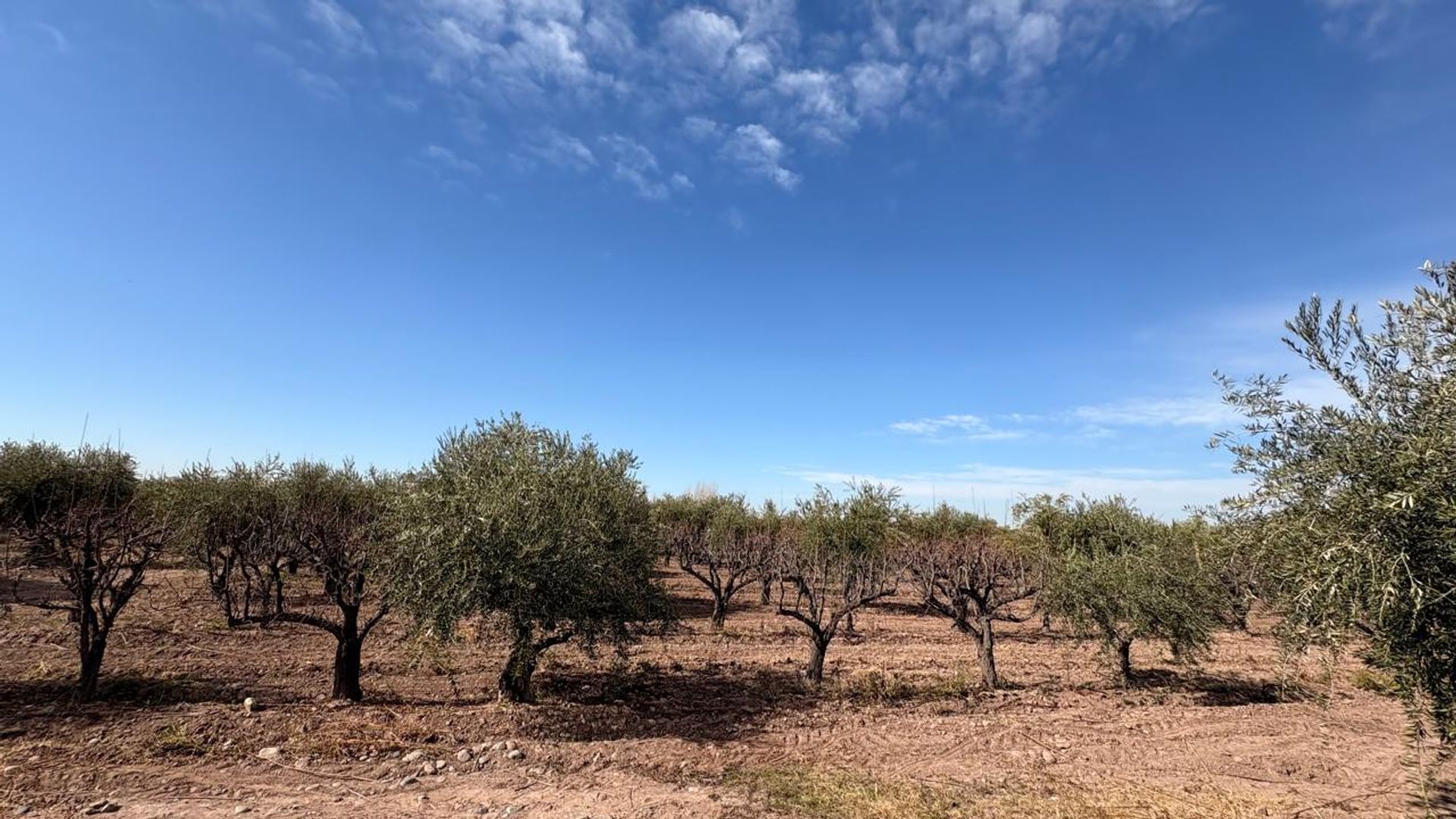 Campo en Venta en Maipu, Mendoza