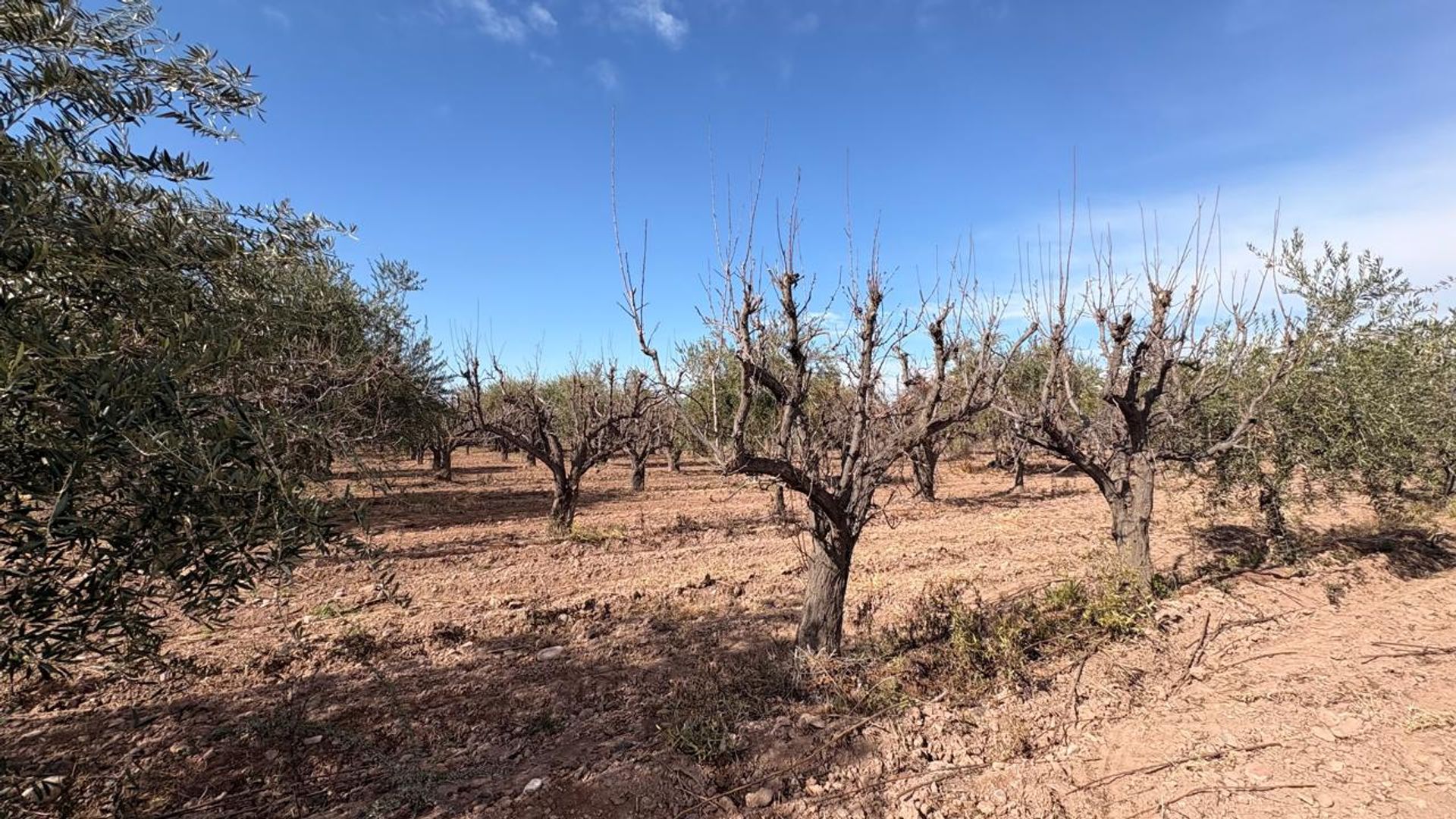 Campo en Venta en Maipu, Mendoza