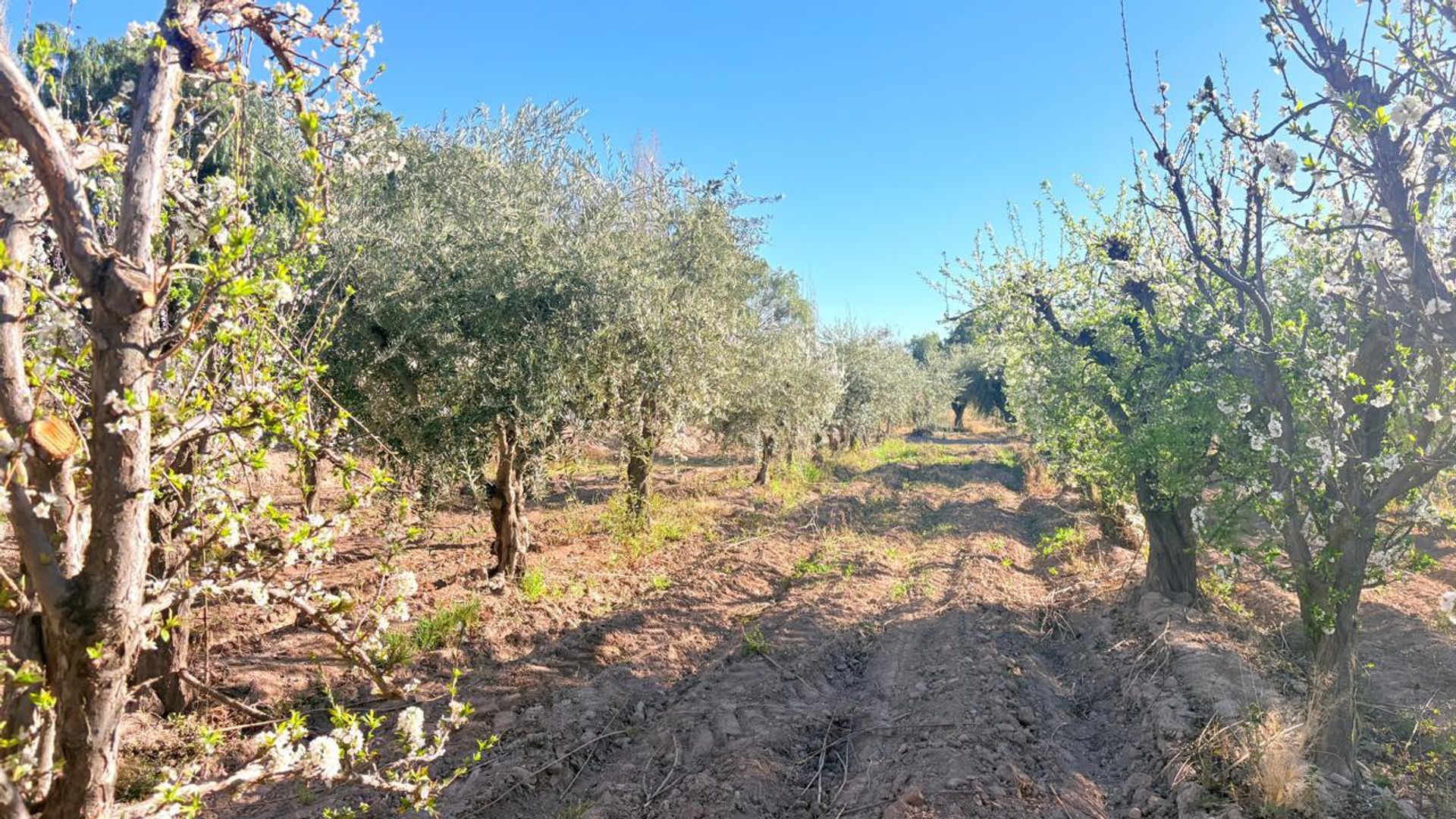 Campo en Venta en Maipu, Mendoza - USD 137.000 | Inmoup - 9