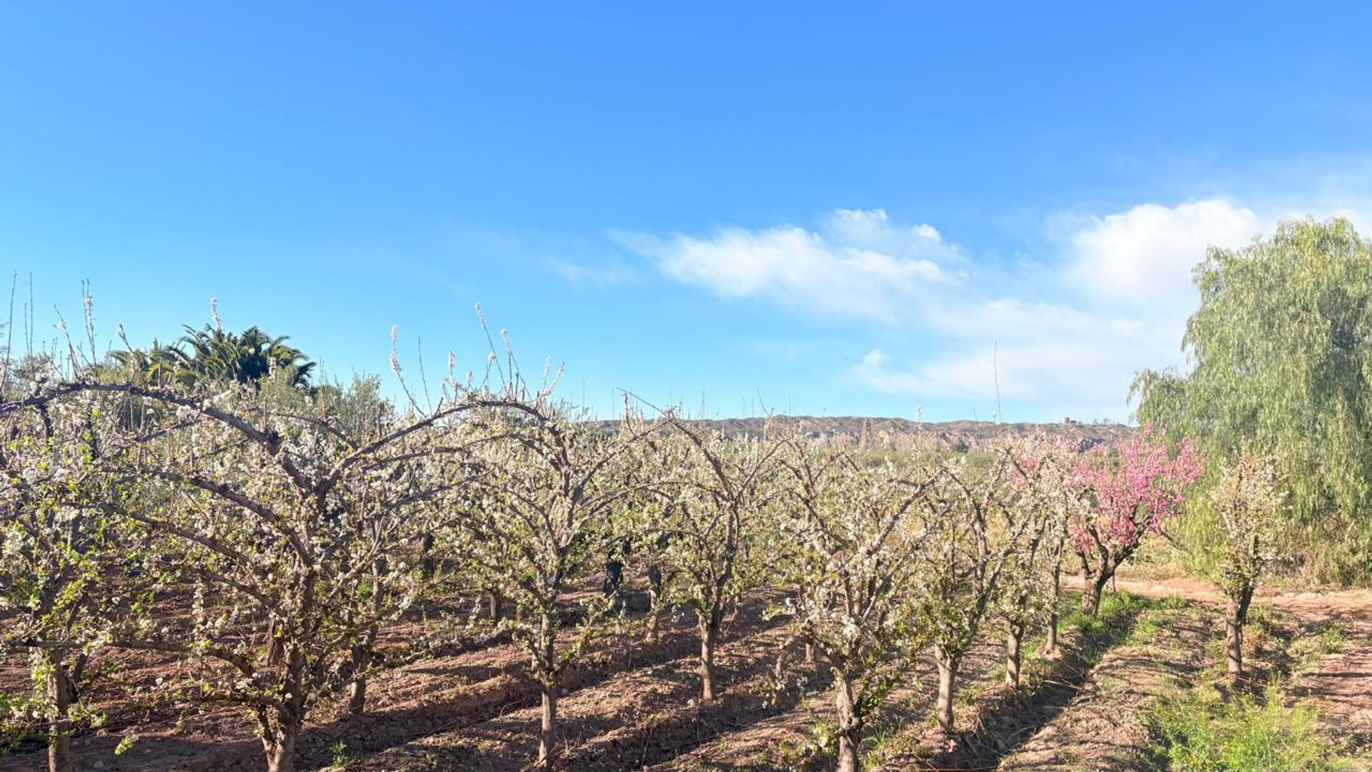 Campo en Venta en Maipu, Mendoza - USD 137.000 | Inmoup - 8