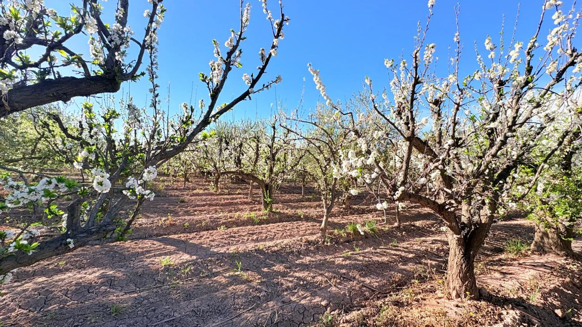 Campo en Venta en Maipu, Mendoza - USD 137.000 | Inmoup - 24