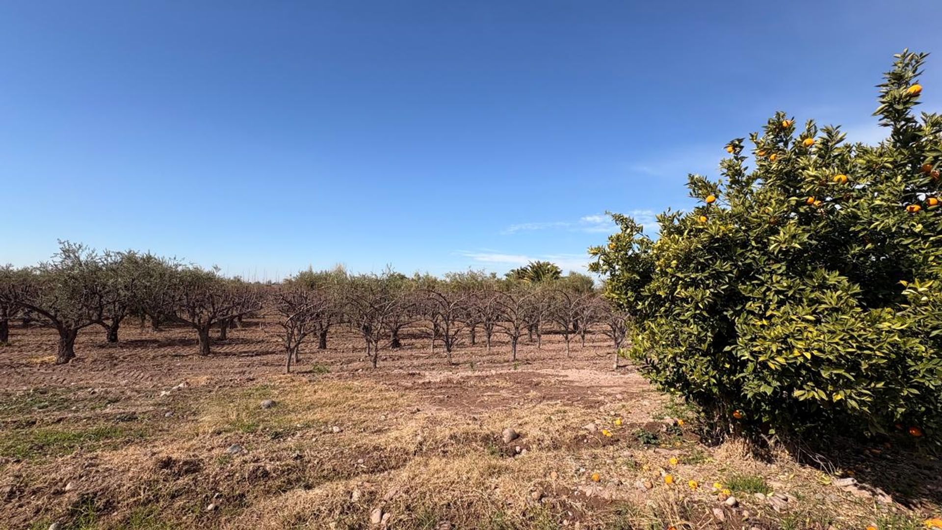 Campo en Venta en Maipu, Mendoza