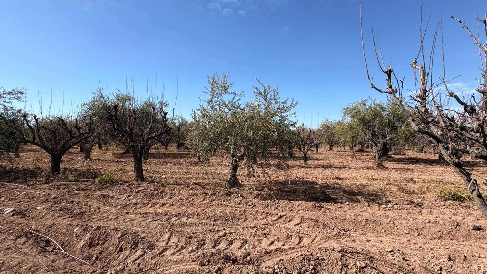 Campo en Venta en Maipu, Mendoza