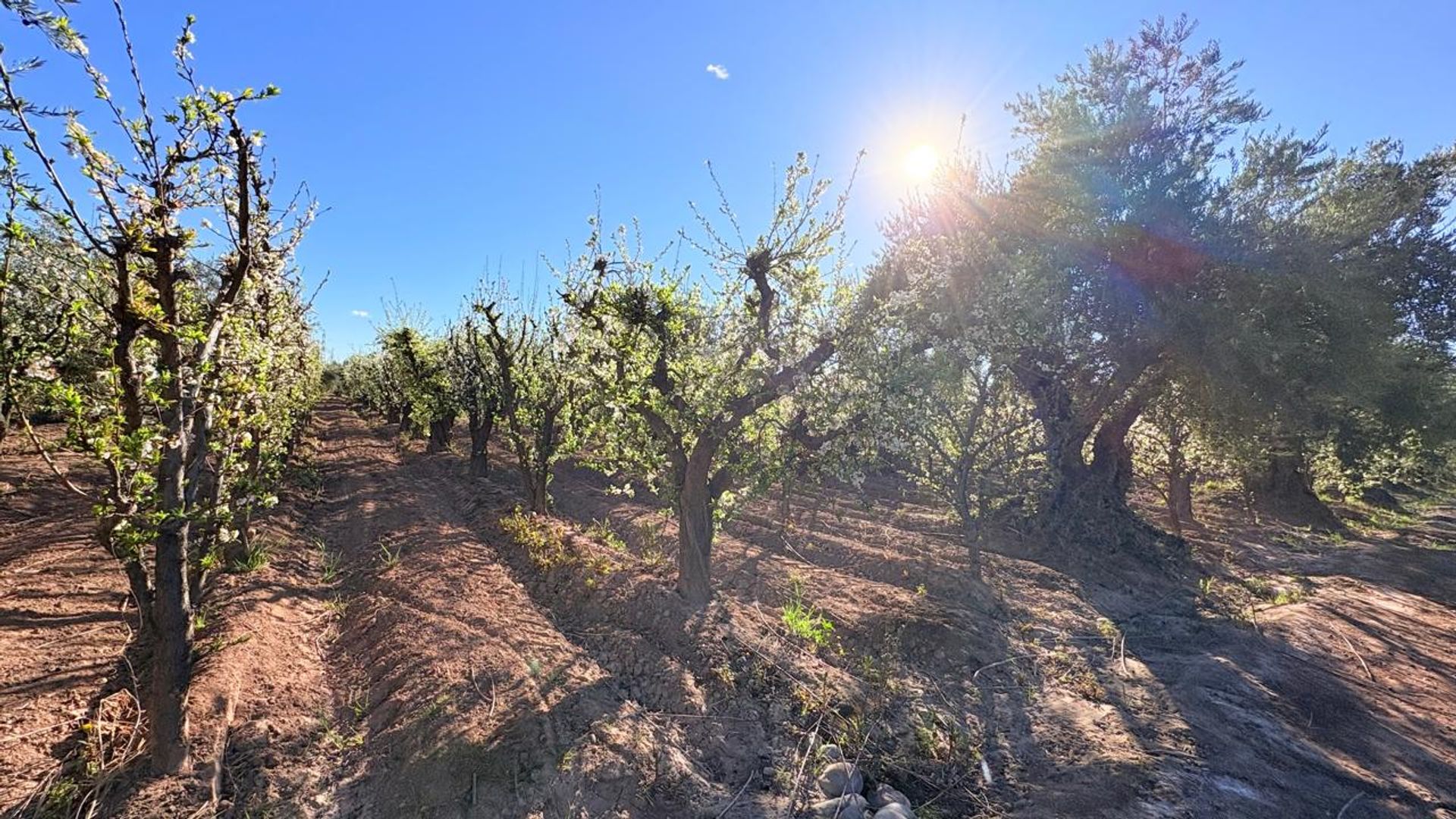 Campo en Venta en Maipu, Mendoza - USD 137.000 | Inmoup - 7