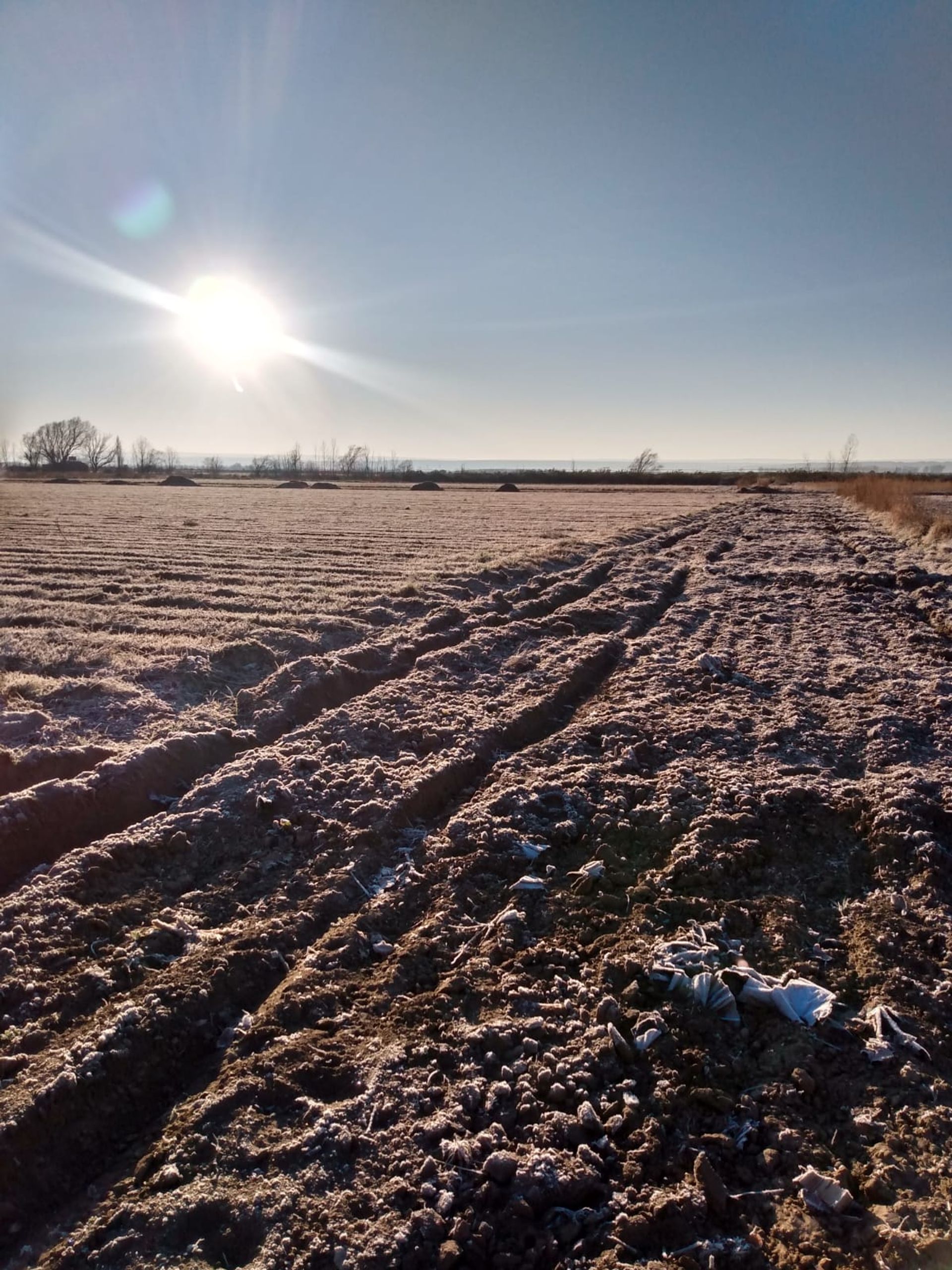 Campo en Venta en San Carlos, Mendoza