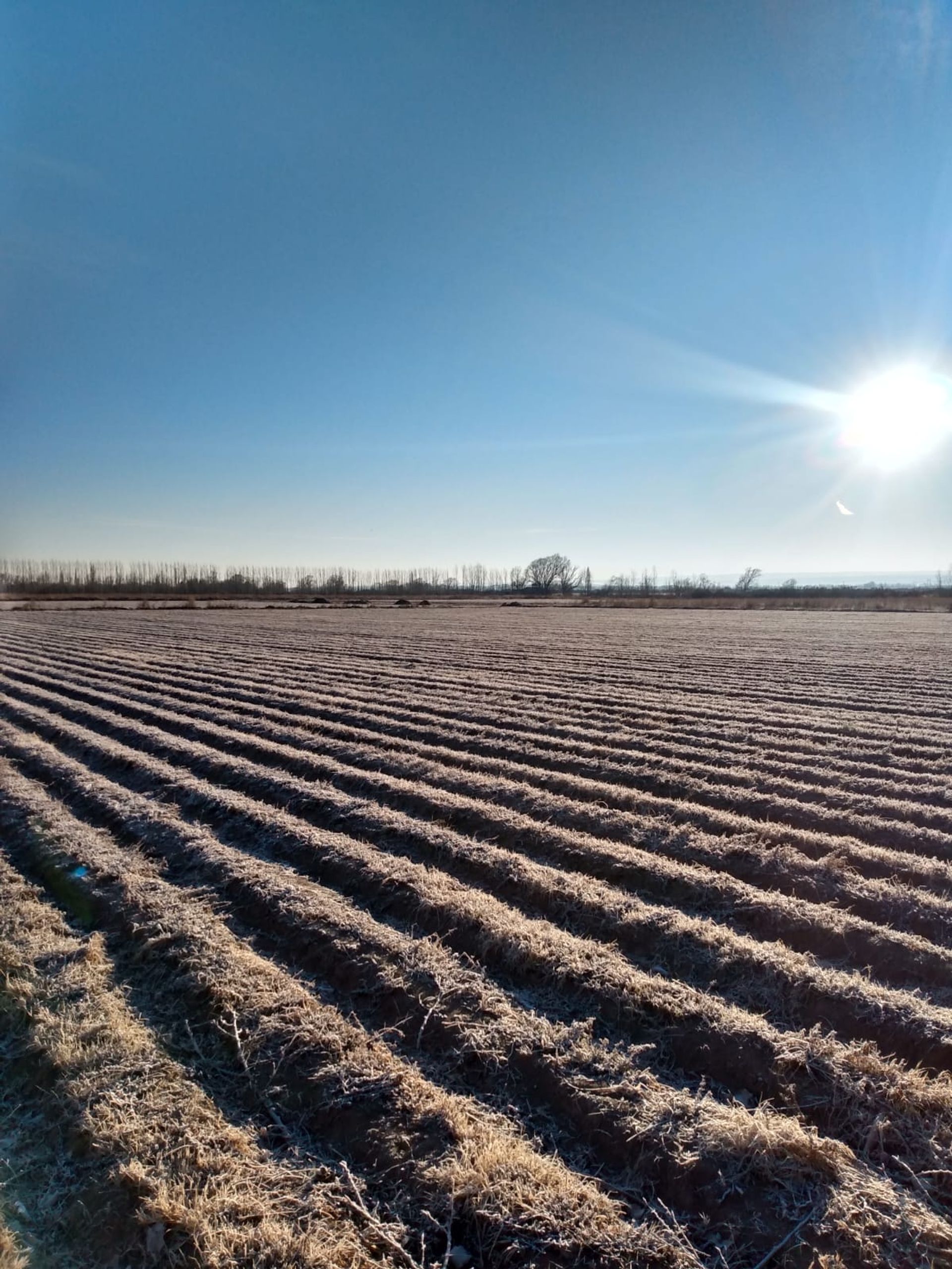 Campo en Venta en San Carlos, Mendoza