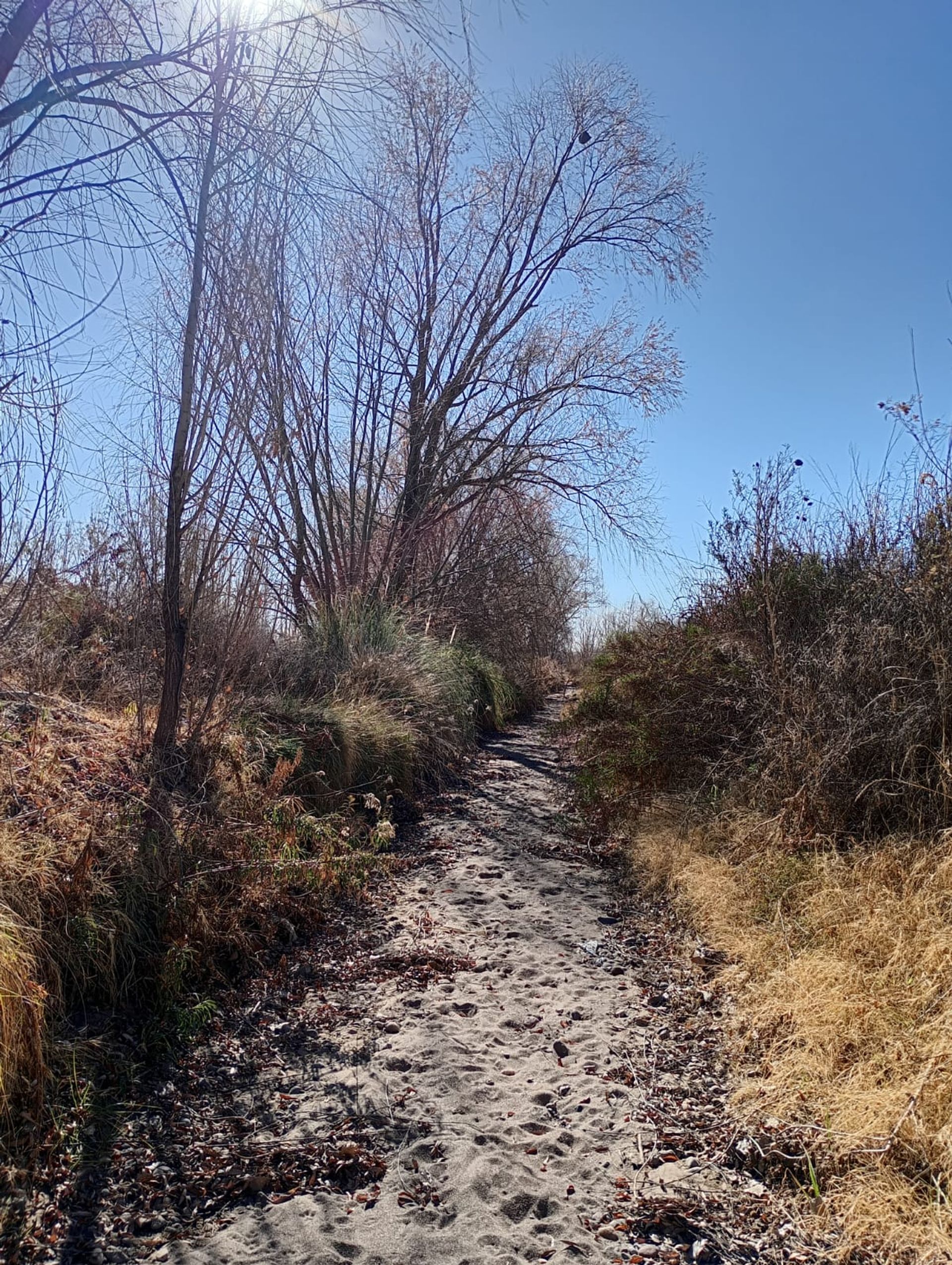 Campo en Venta en San Carlos, Mendoza