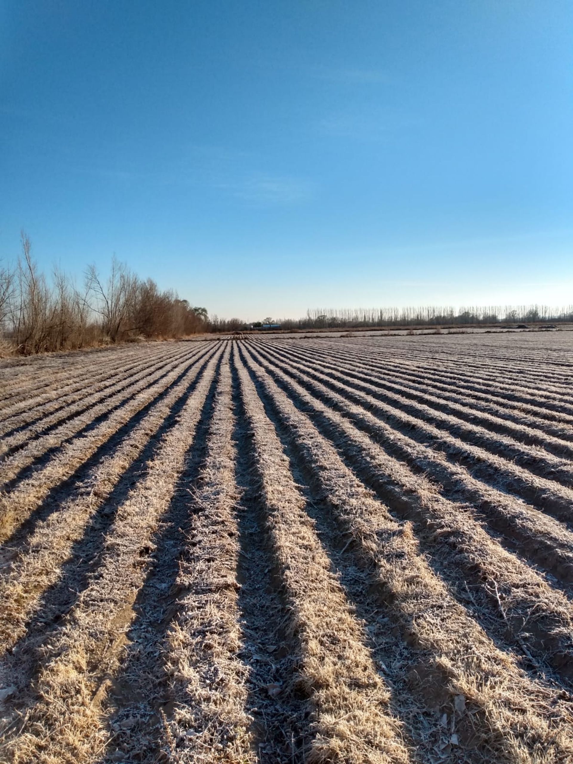 Campo en Venta en San Carlos, Mendoza