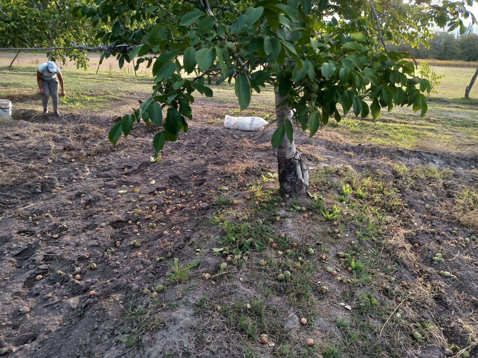 Campo en Venta en Tunuyan, Mendoza