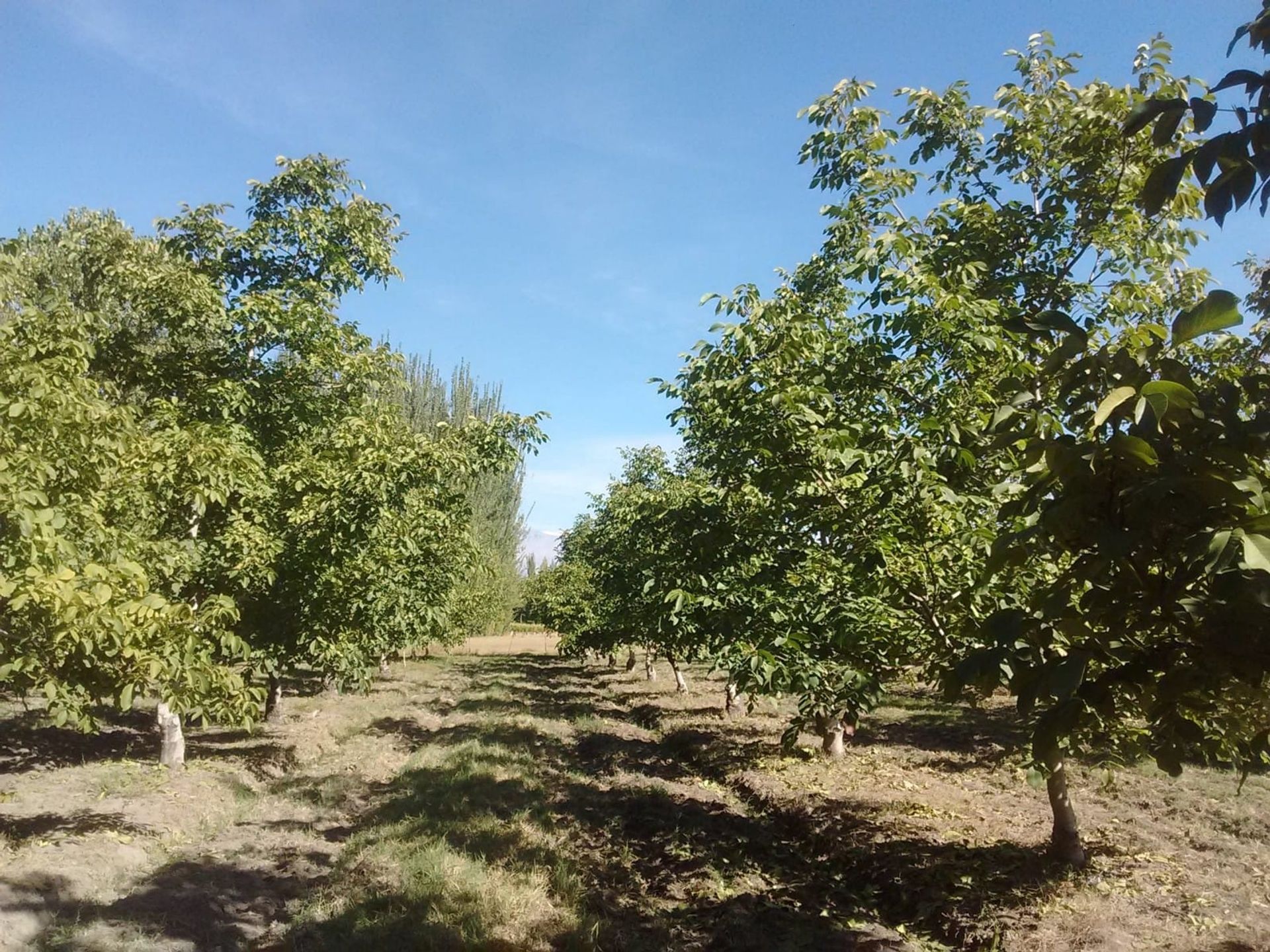 Campo en Venta en Tunuyan, Mendoza
