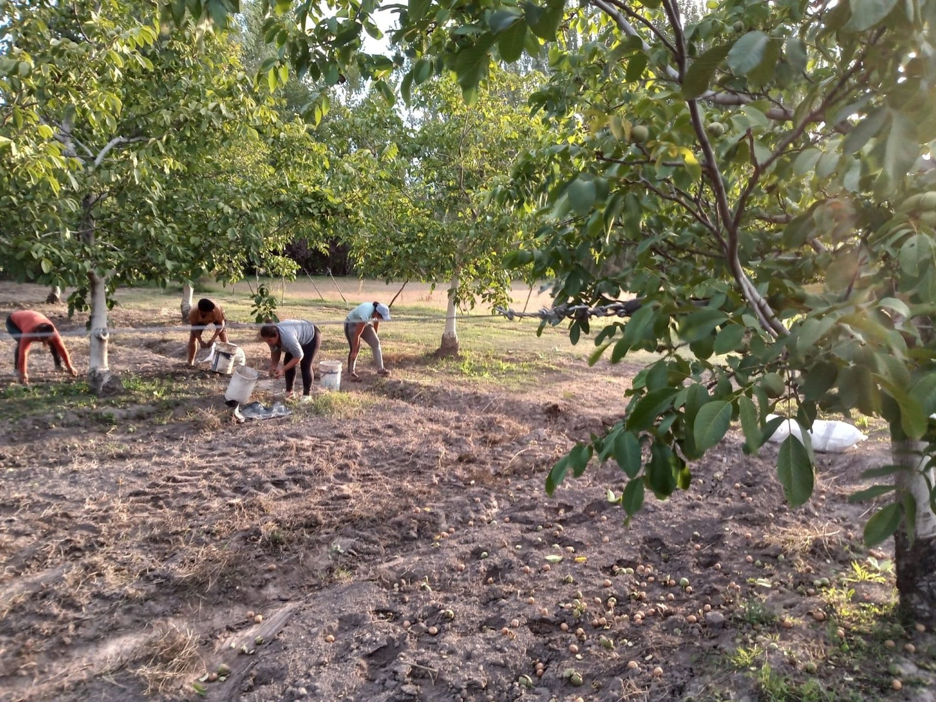 Campo en Venta en Tunuyan, Mendoza
