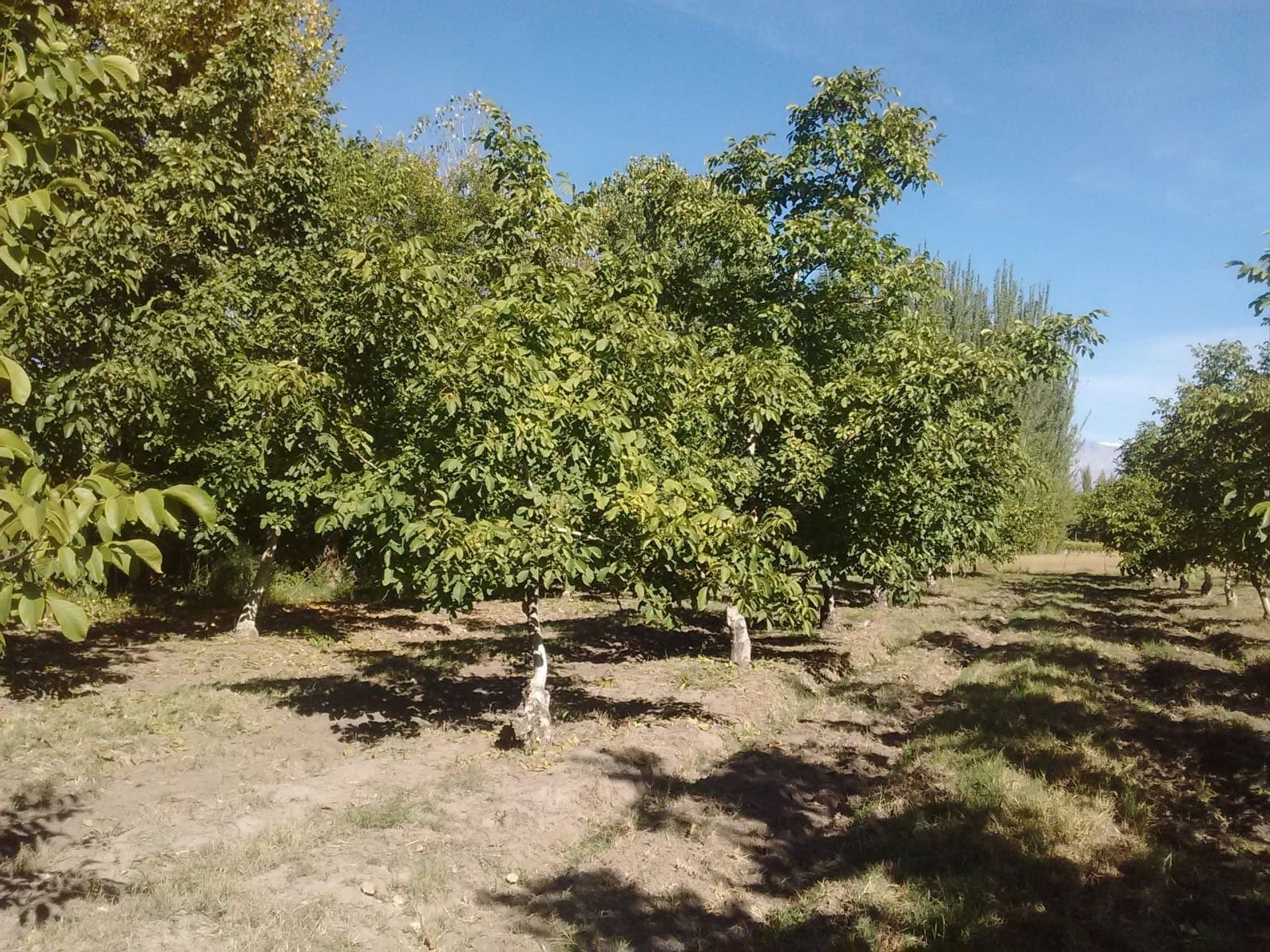 Campo en Venta en Tunuyan, Mendoza