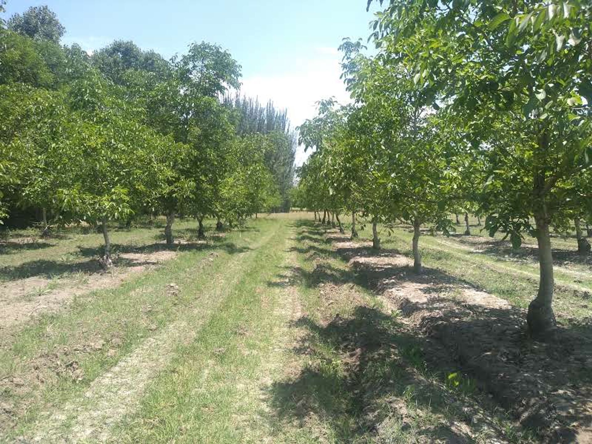 Campo en Venta en Tunuyan, Mendoza
