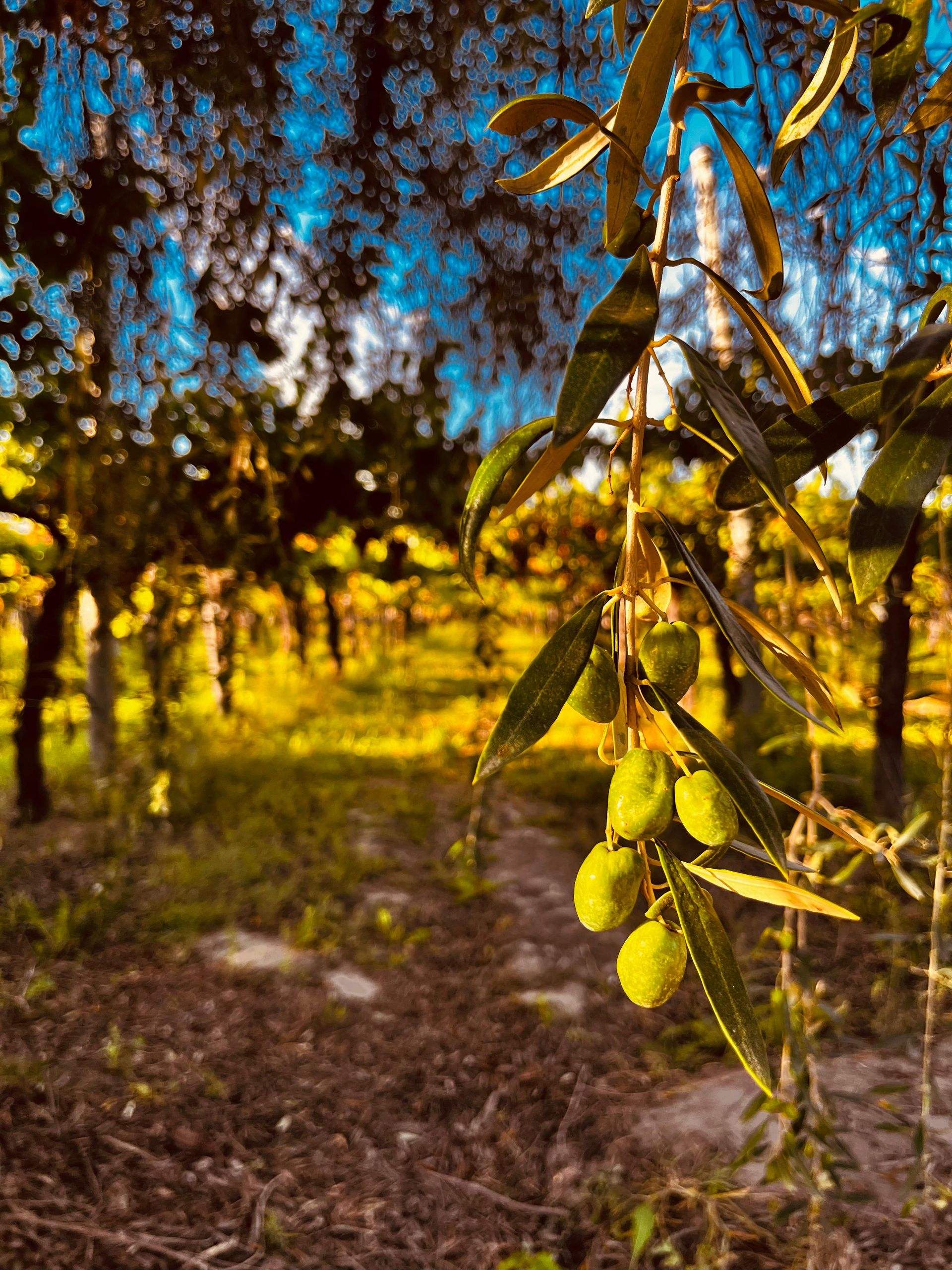 Campo en Venta en Junin, Mendoza