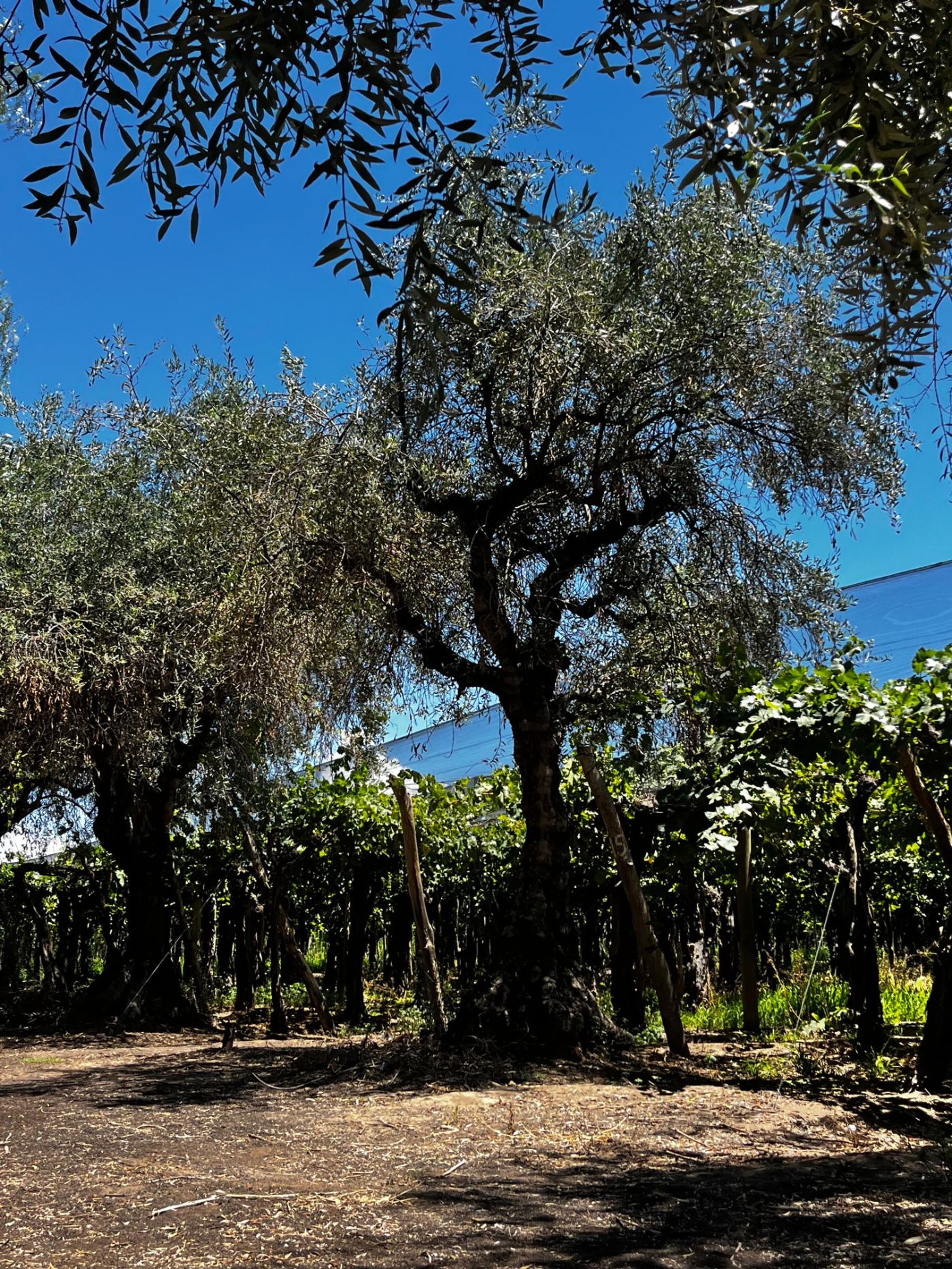 Campo en Venta en Junin, Mendoza