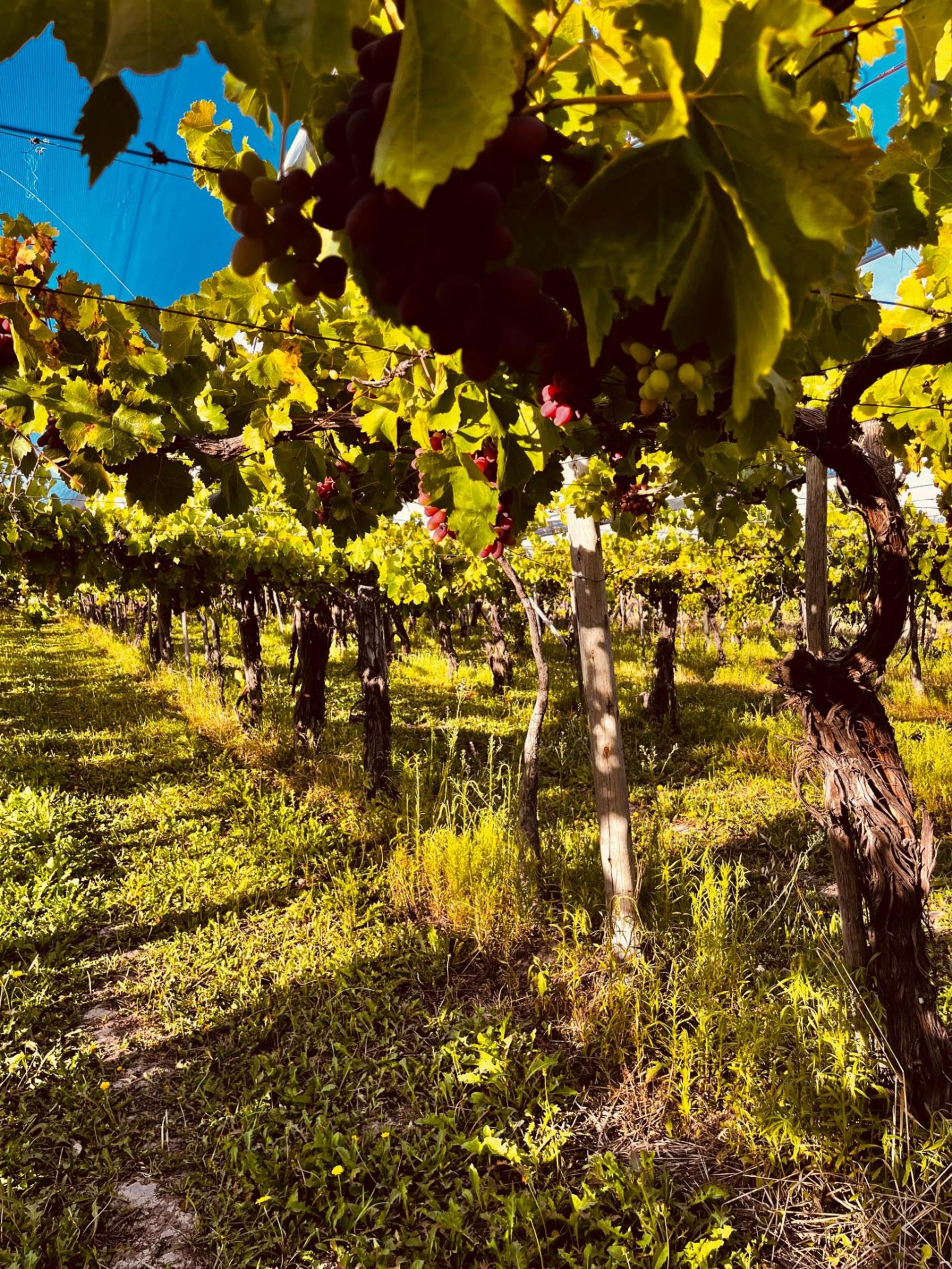 Campo en Venta en Junin, Mendoza