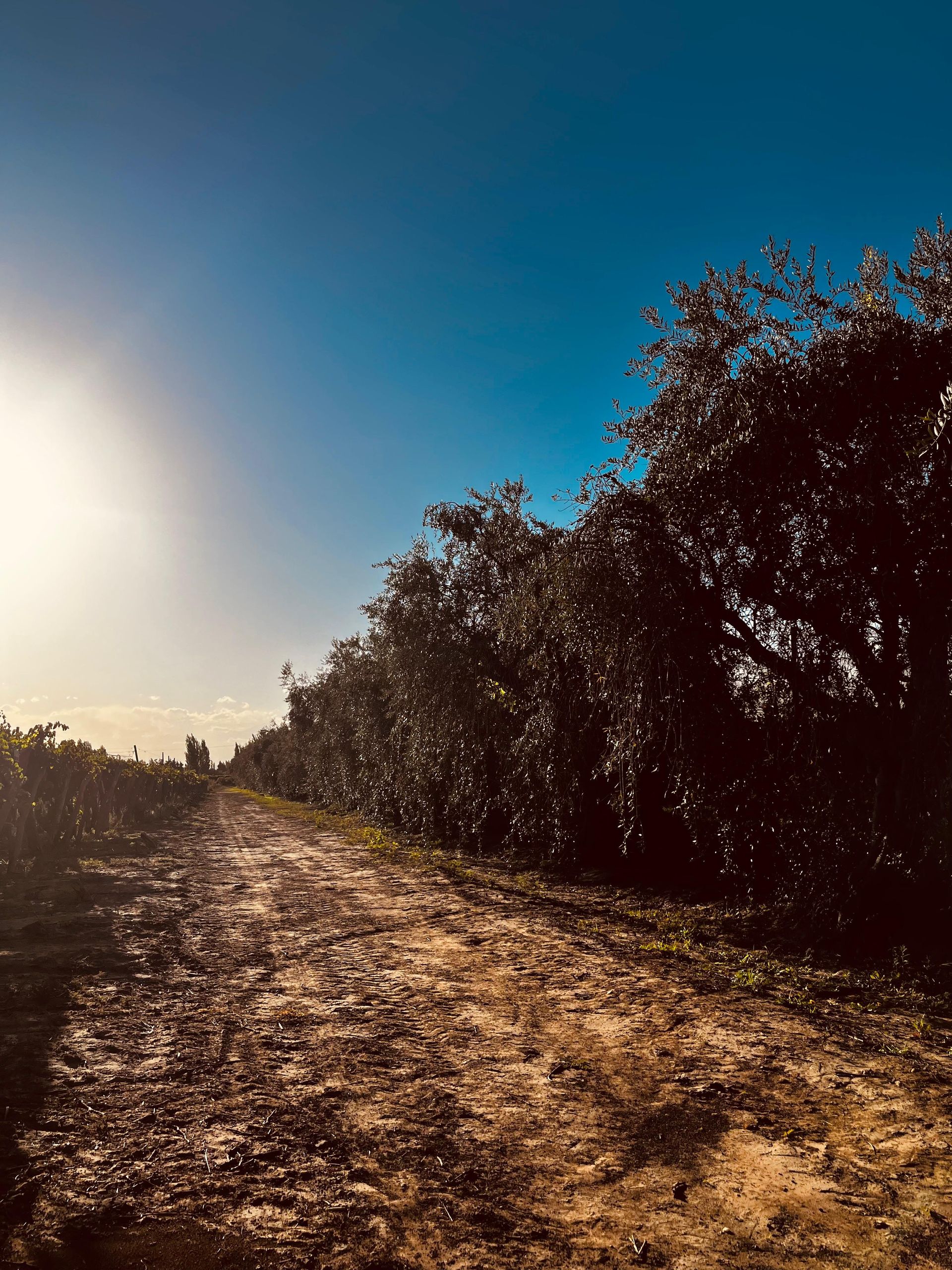 Campo en Venta en Junin, Mendoza