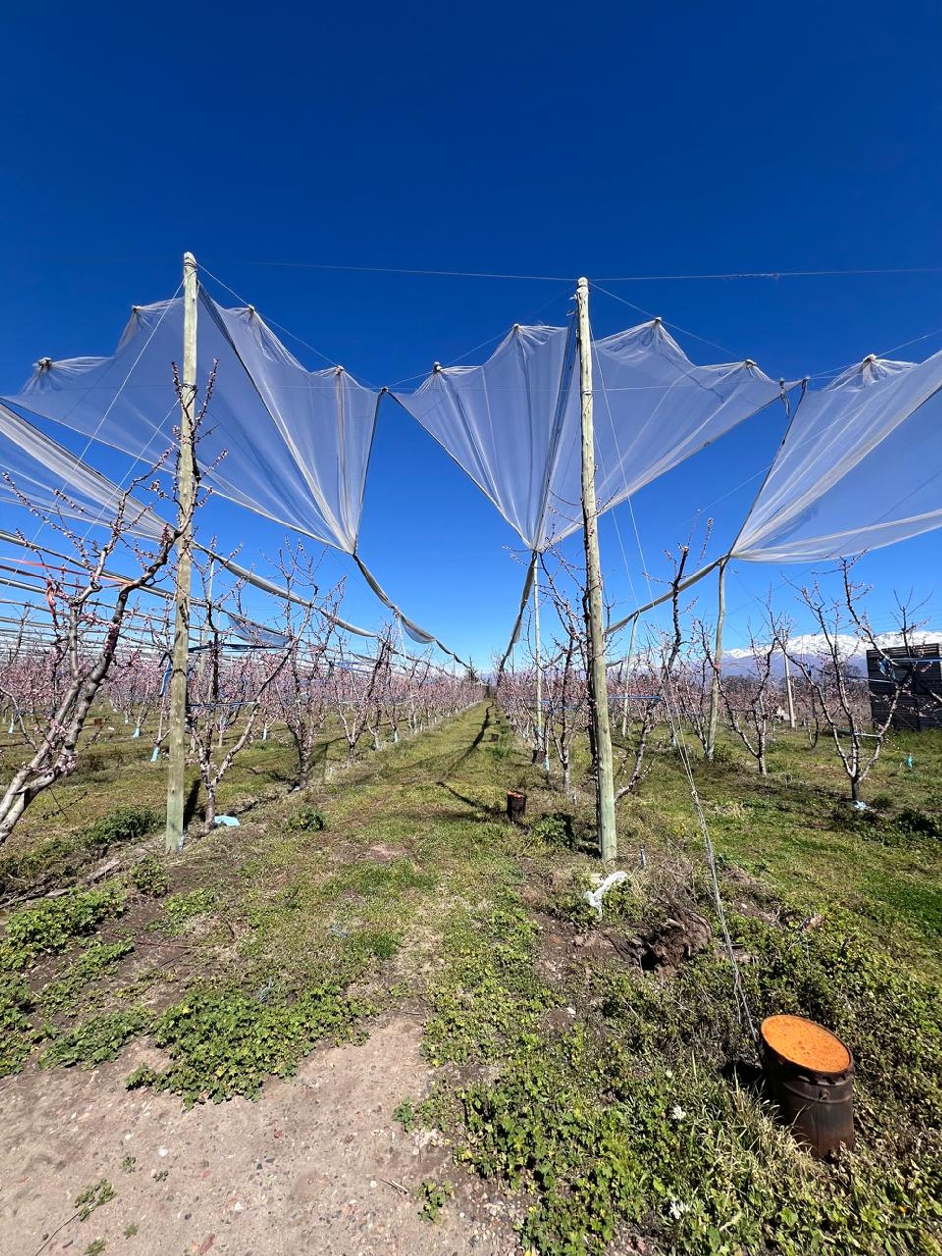 Campo en Venta en Tunuyan, Mendoza - USD 1.000.000 | Inmoup - 36