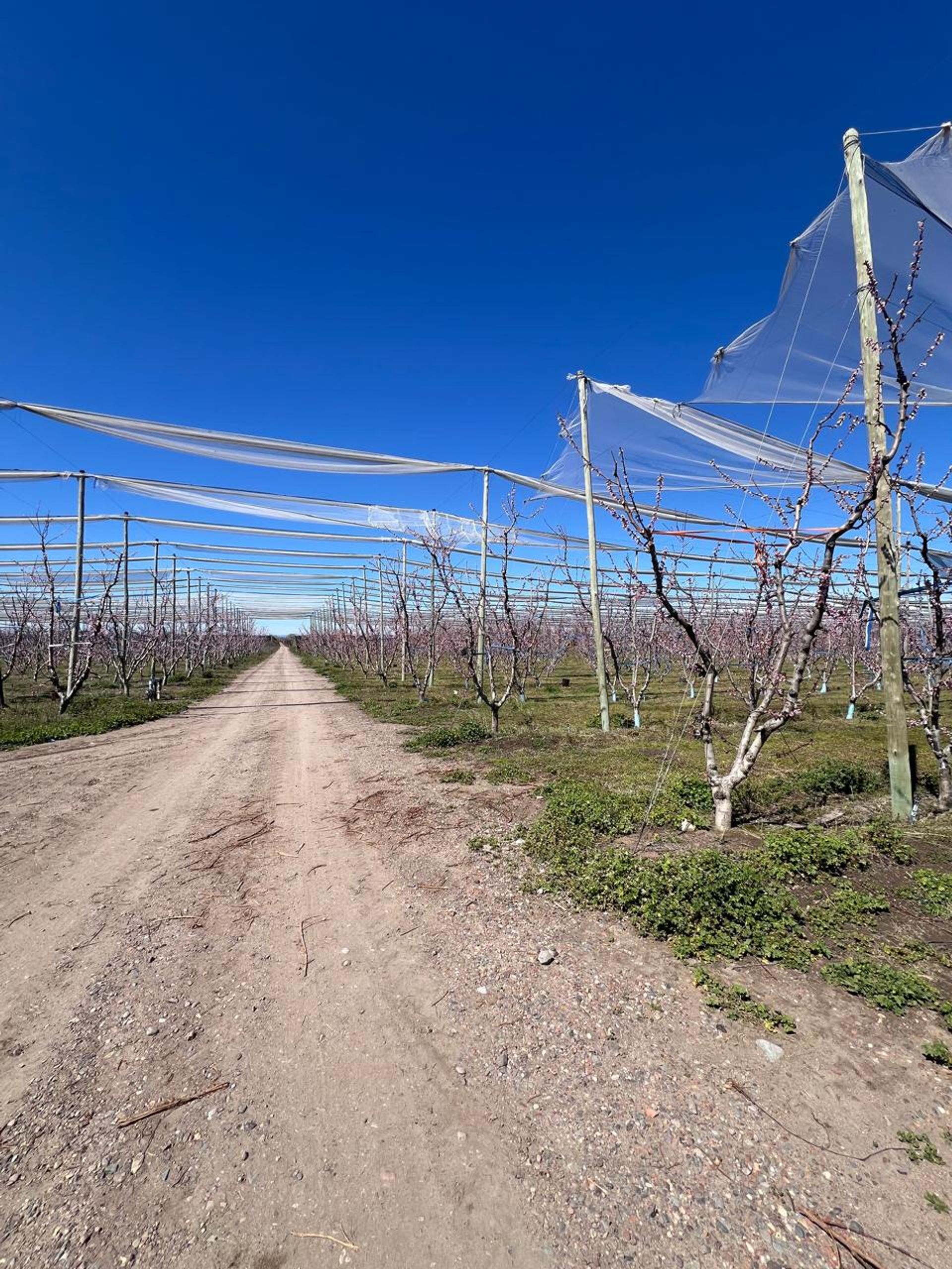 Campo en Venta en Tunuyan, Mendoza - USD 1.000.000 | Inmoup - 35