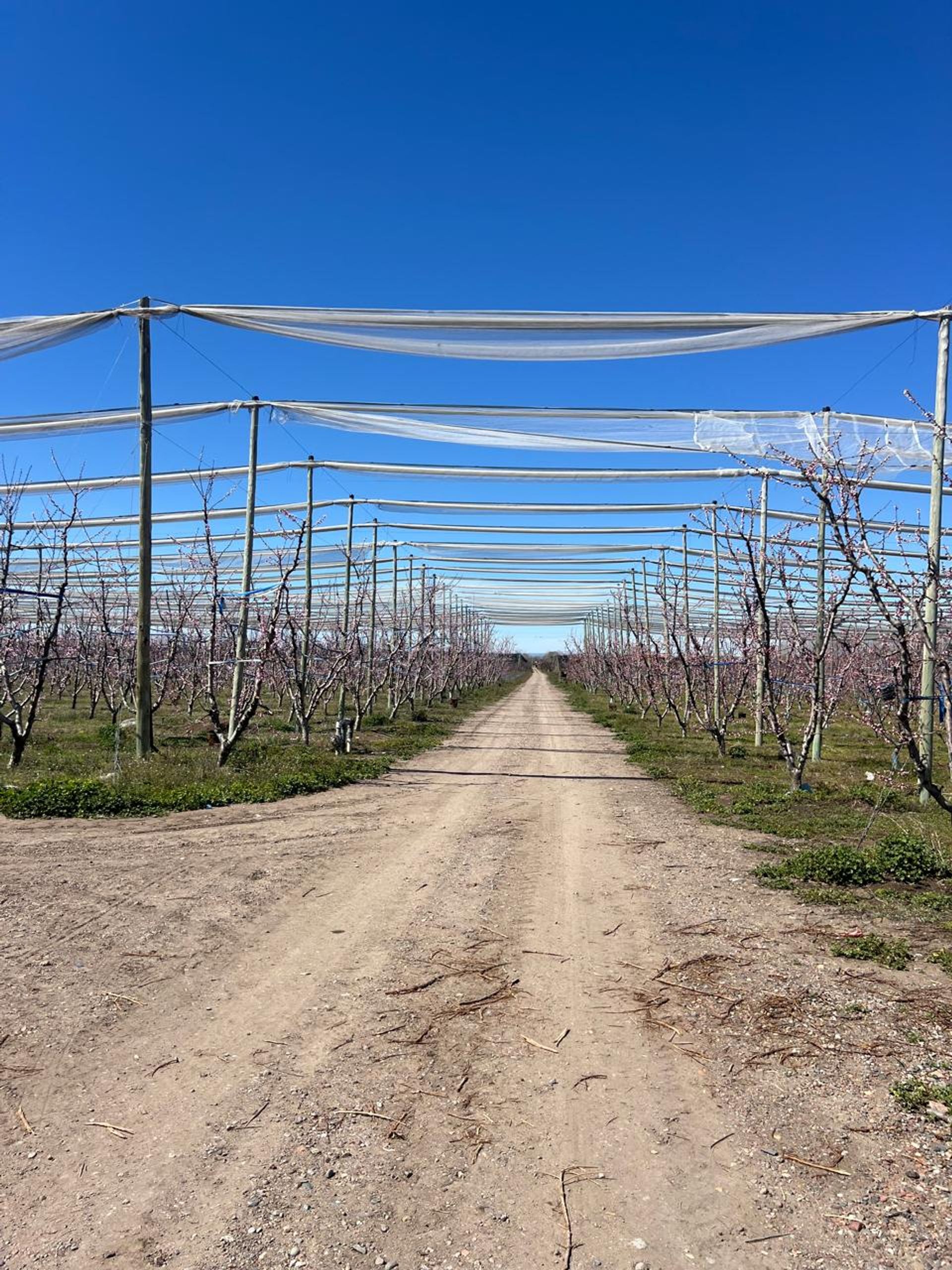 Campo en Venta en Tunuyan, Mendoza - USD 1.000.000 | Inmoup - 37