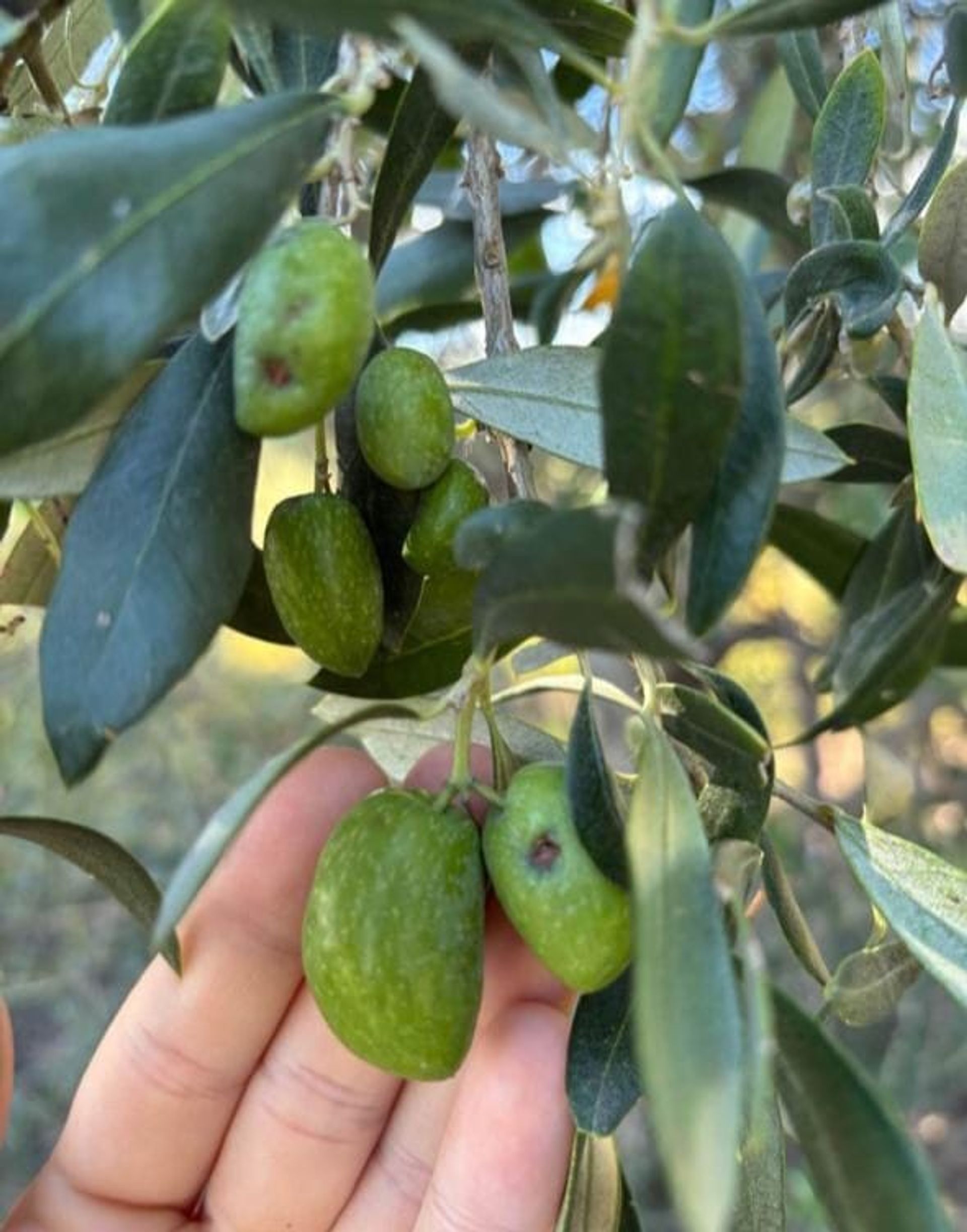 Campo en Venta en San Rafael, Mendoza