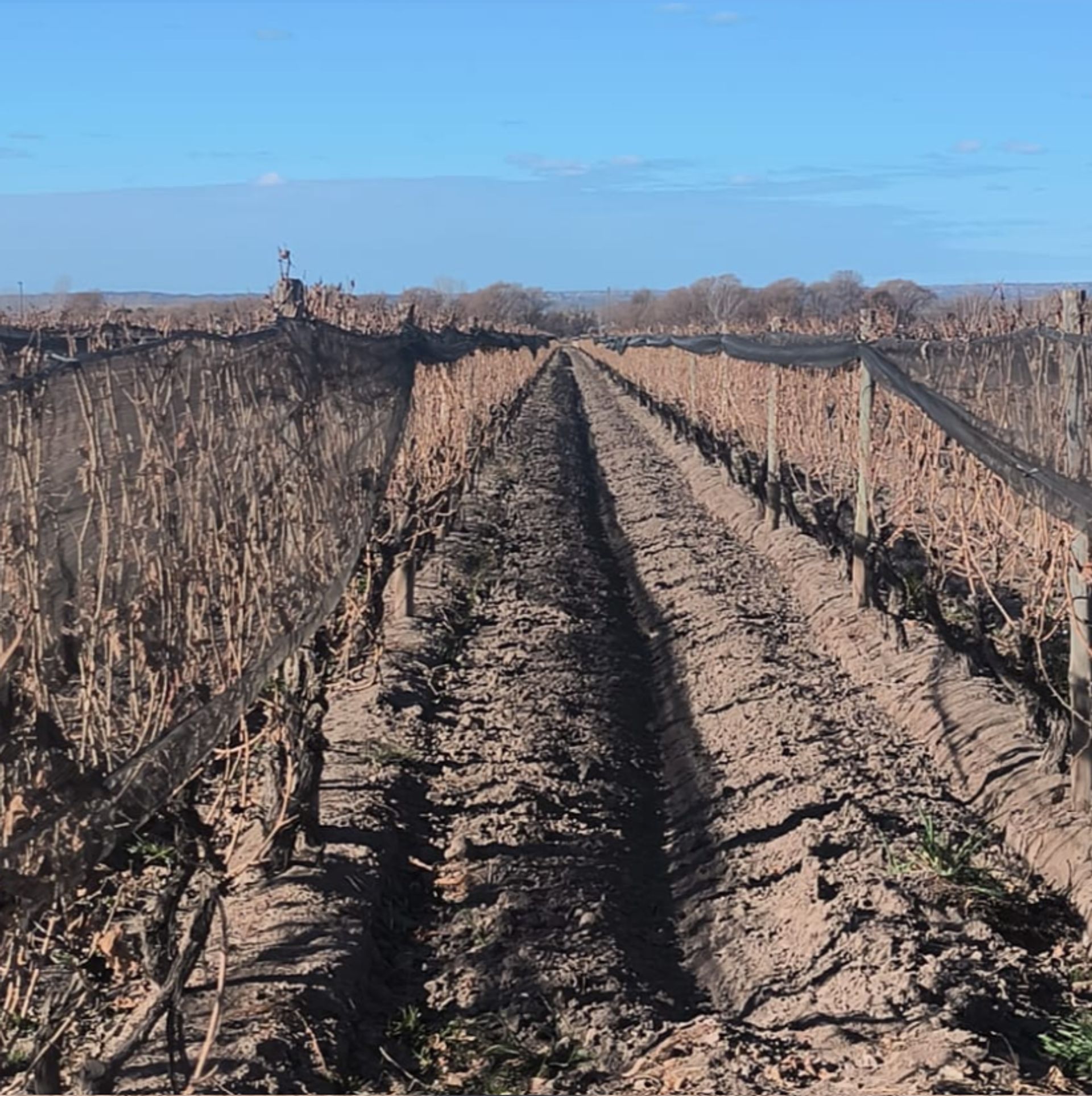 Campo en Venta en San Carlos, Mendoza