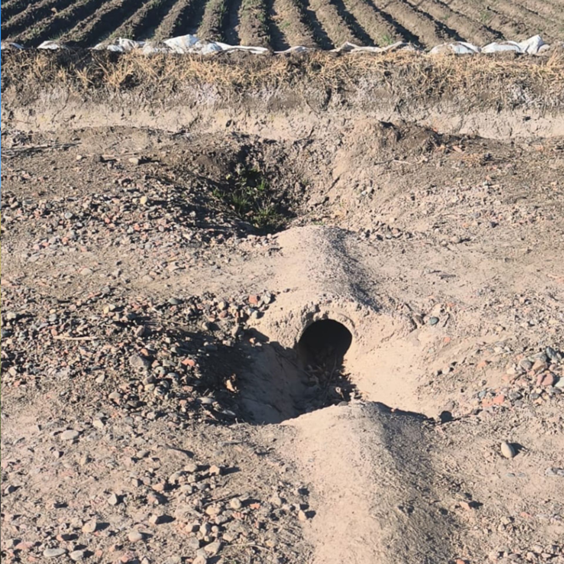 Campo en Venta en San Carlos, Mendoza