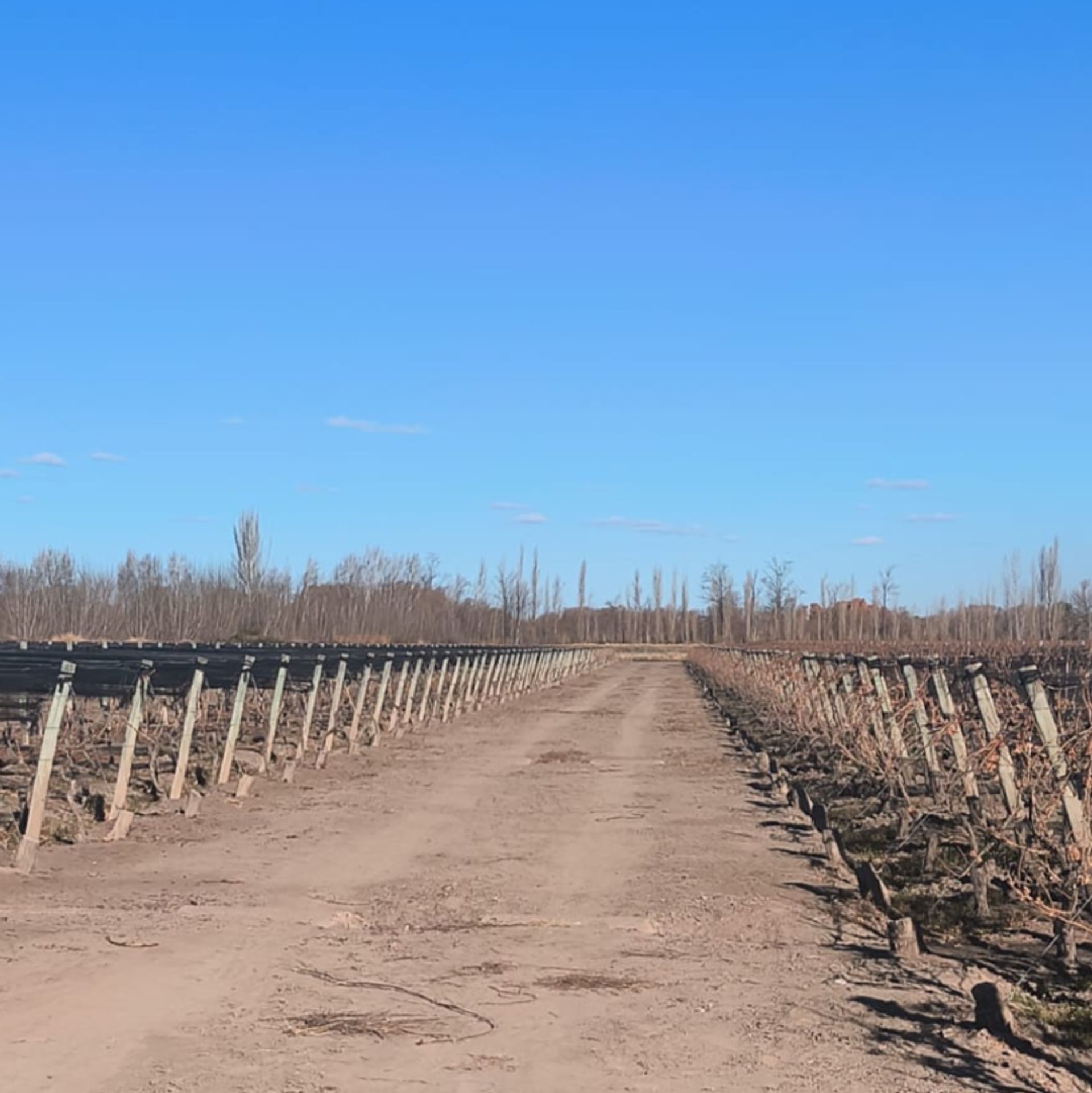 Campo en Venta en San Carlos, Mendoza