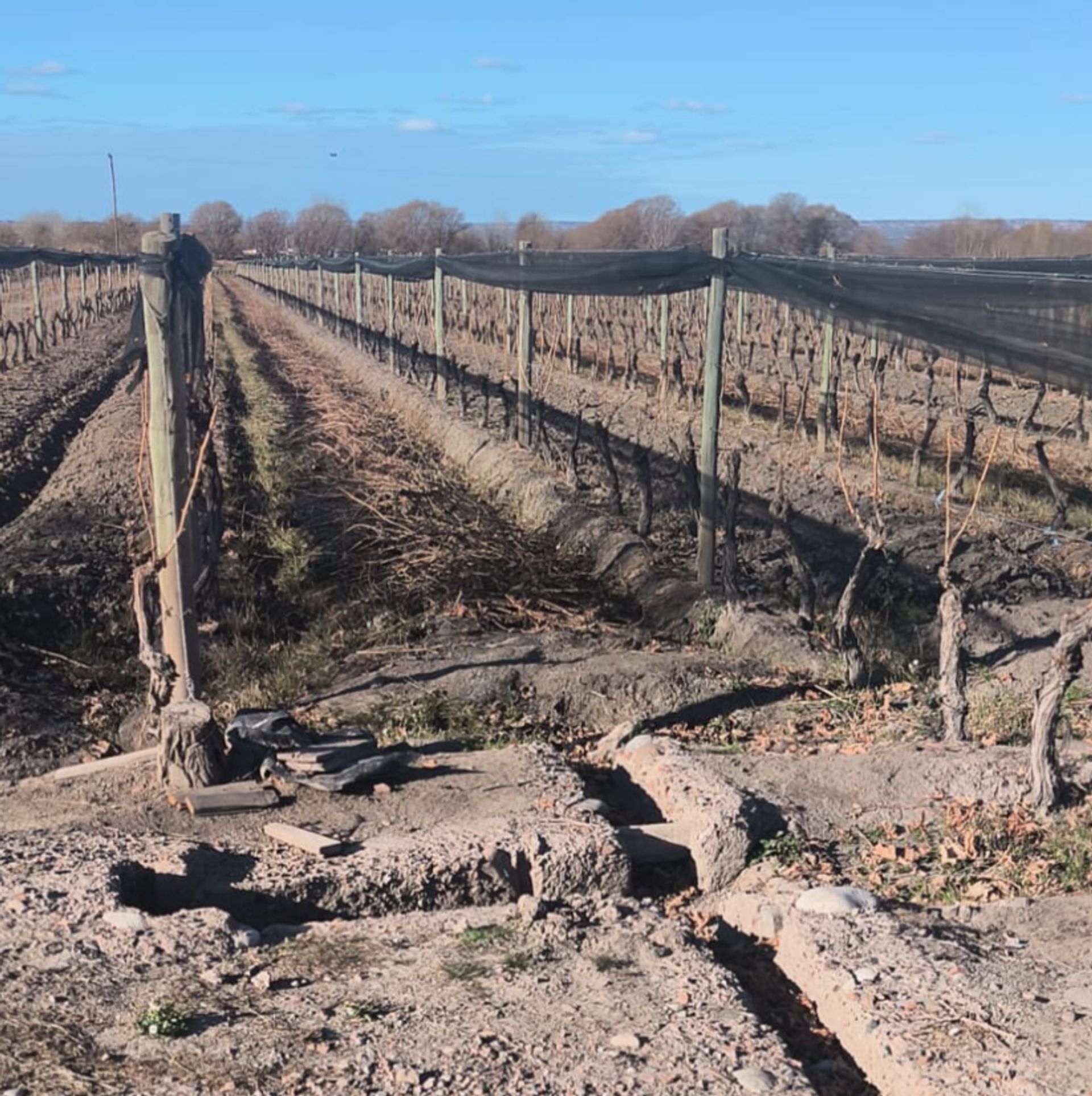 Campo en Venta en San Carlos, Mendoza